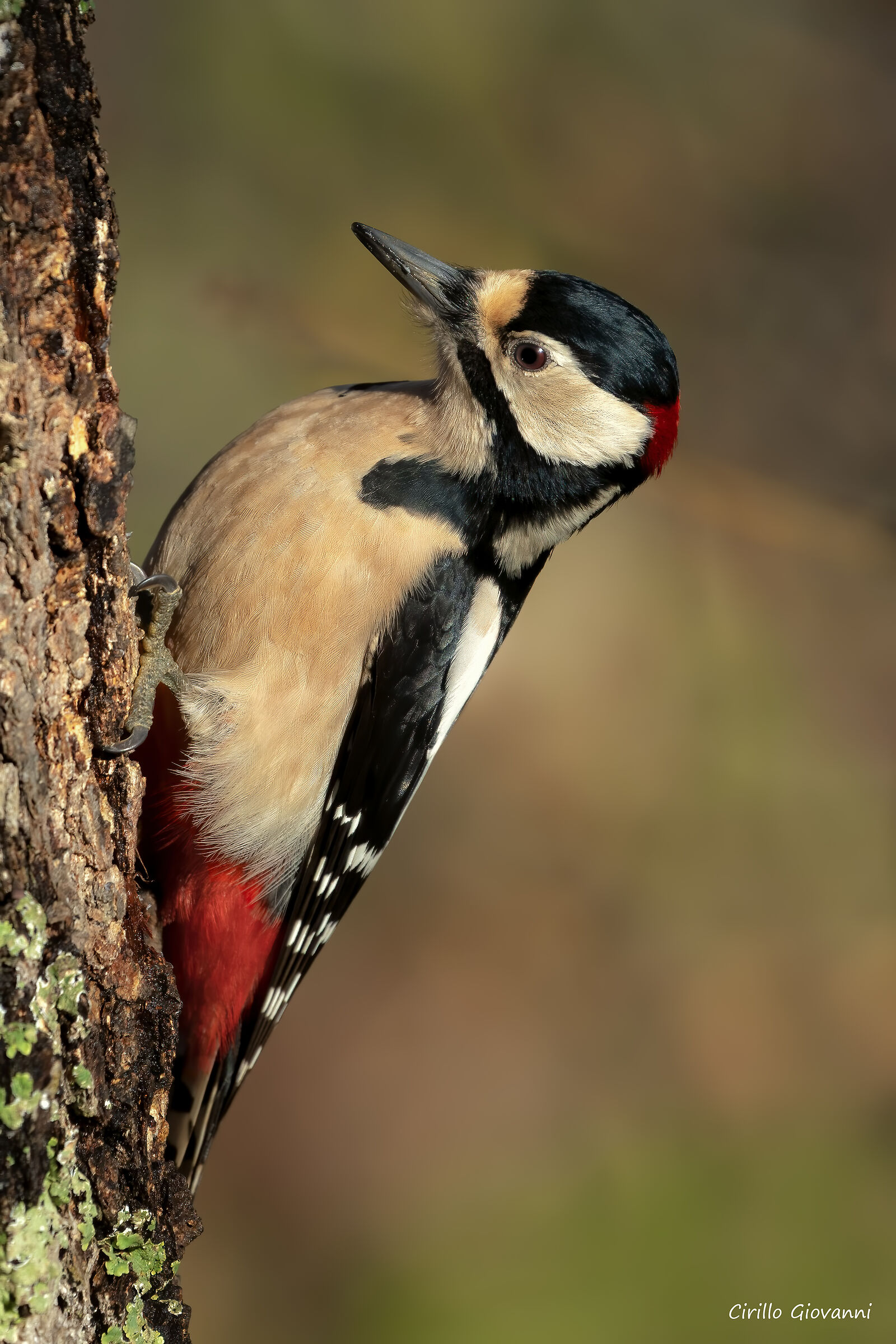 male greater red woodpecker ...