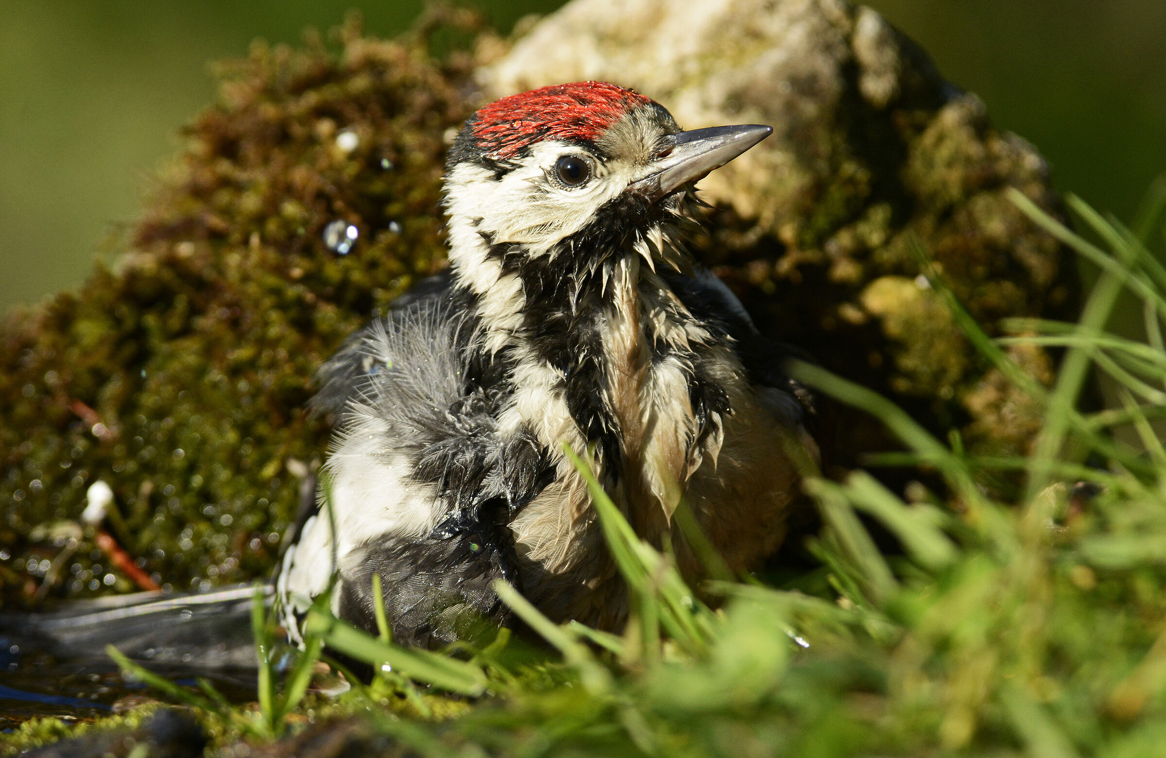 The Bath of the Red Woodpecker...