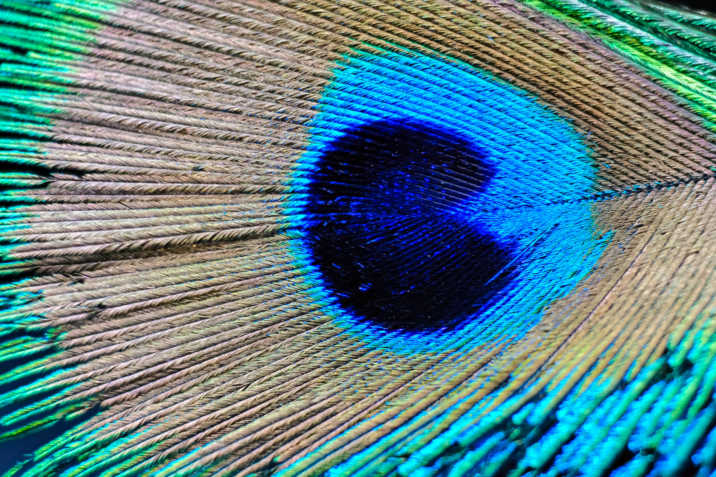 Peacock pen...