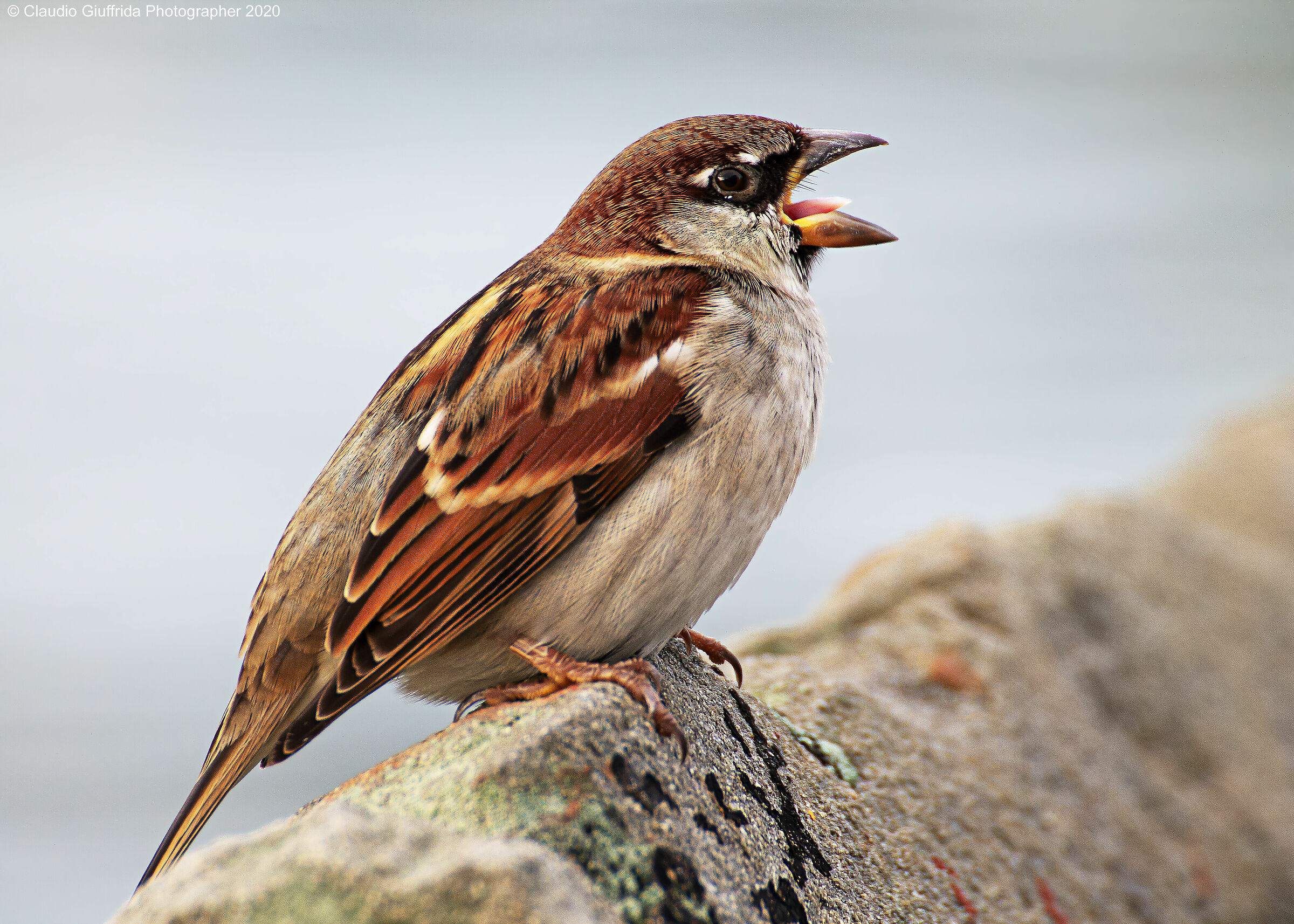 Hispaniol's sparrow...