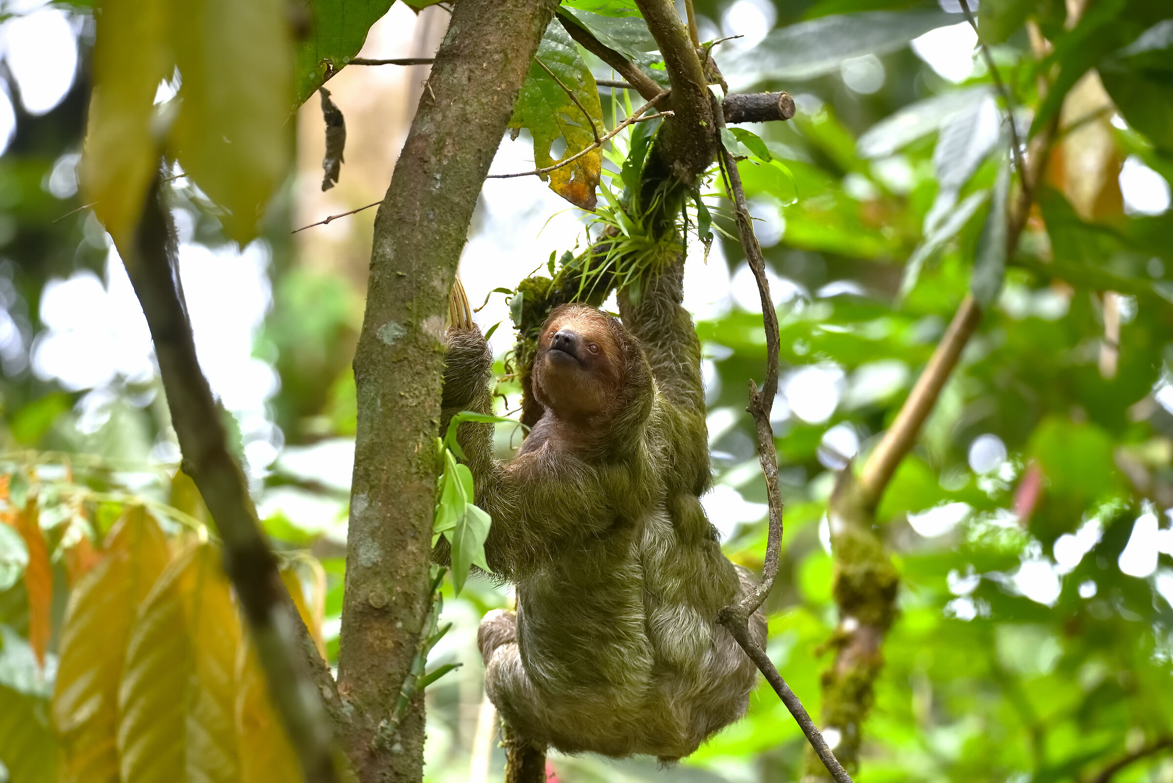A three-toed sloth moves slowly tree to tree...