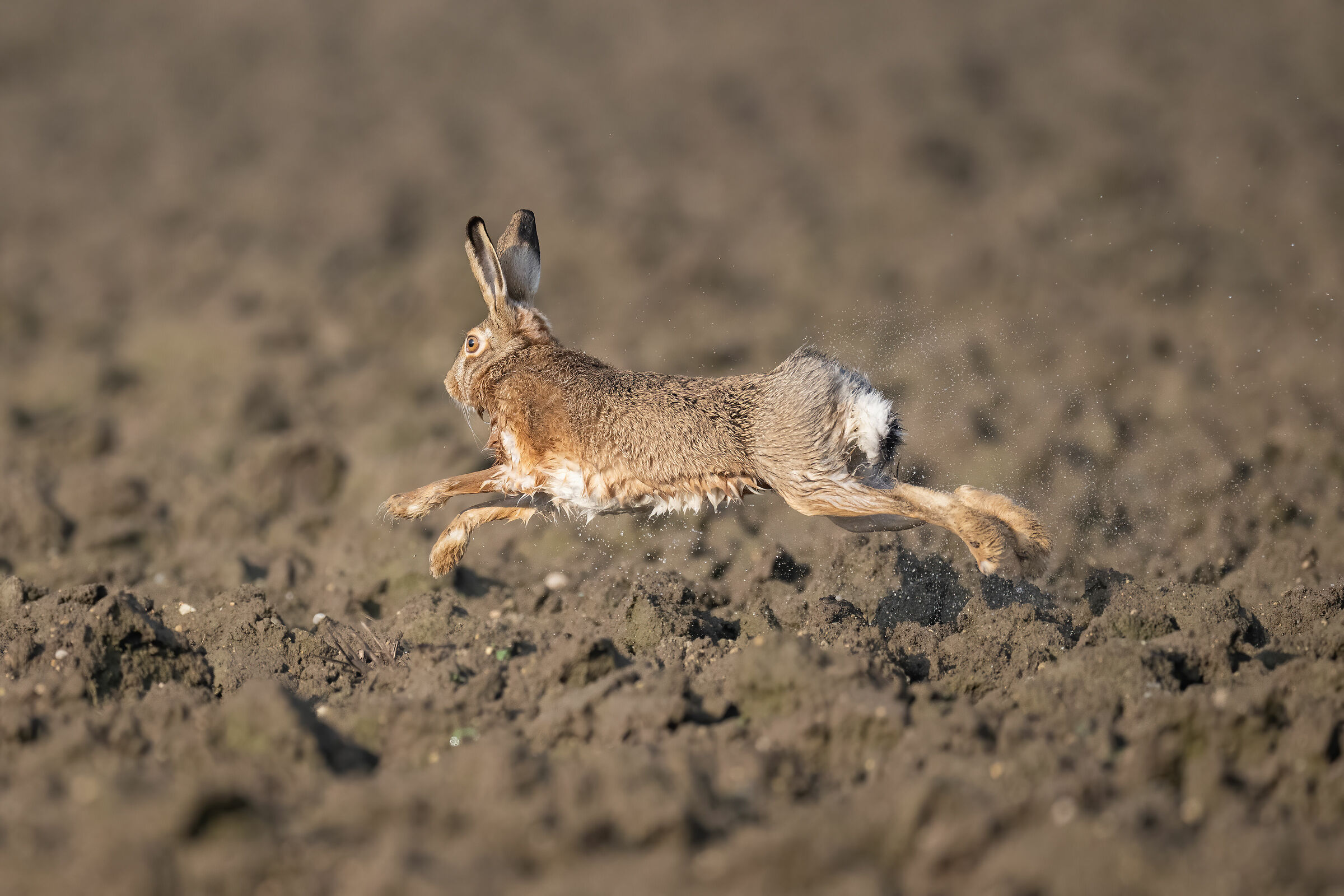 Hare on the run...
