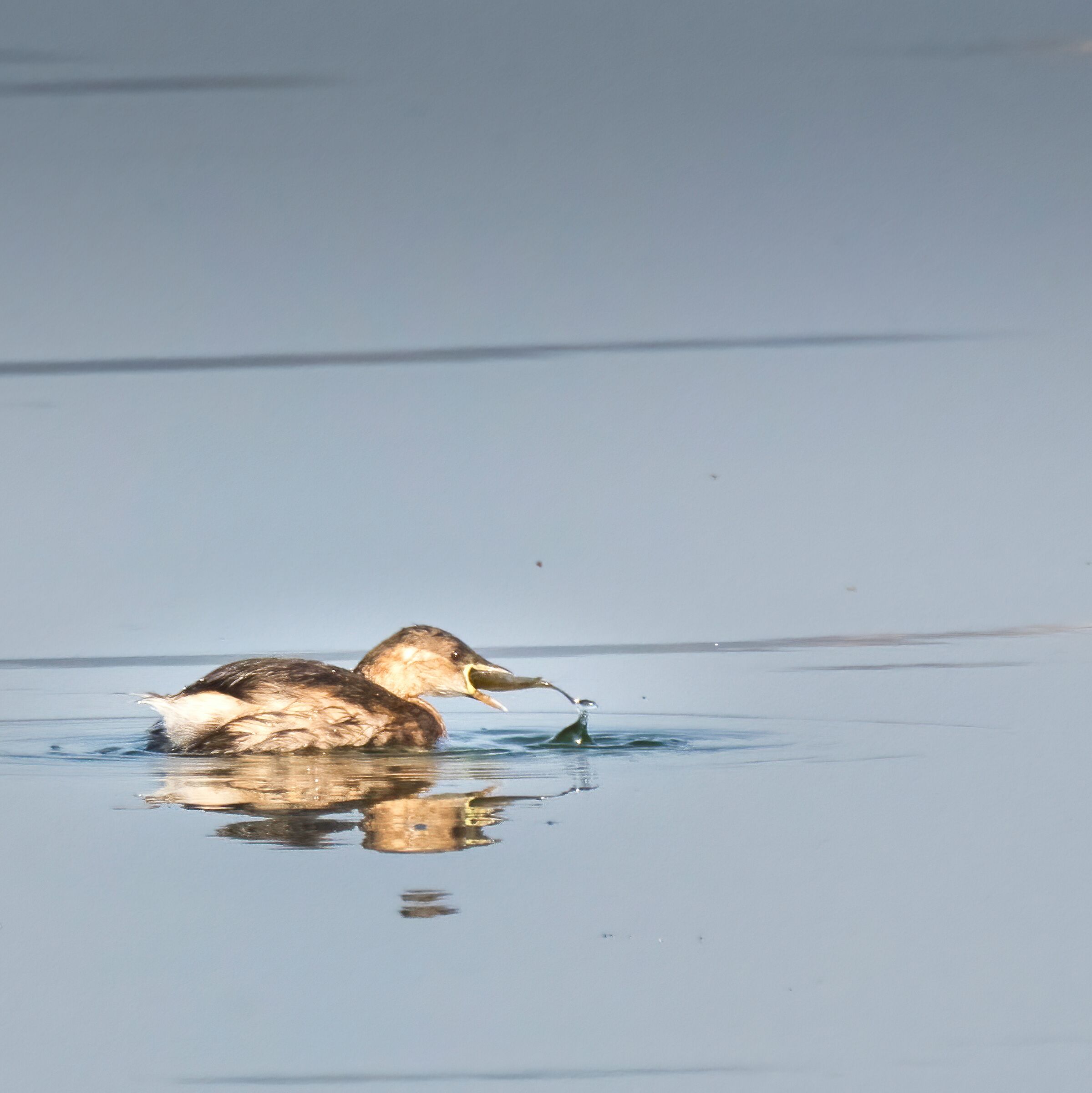 The Little Grebe's Meal...