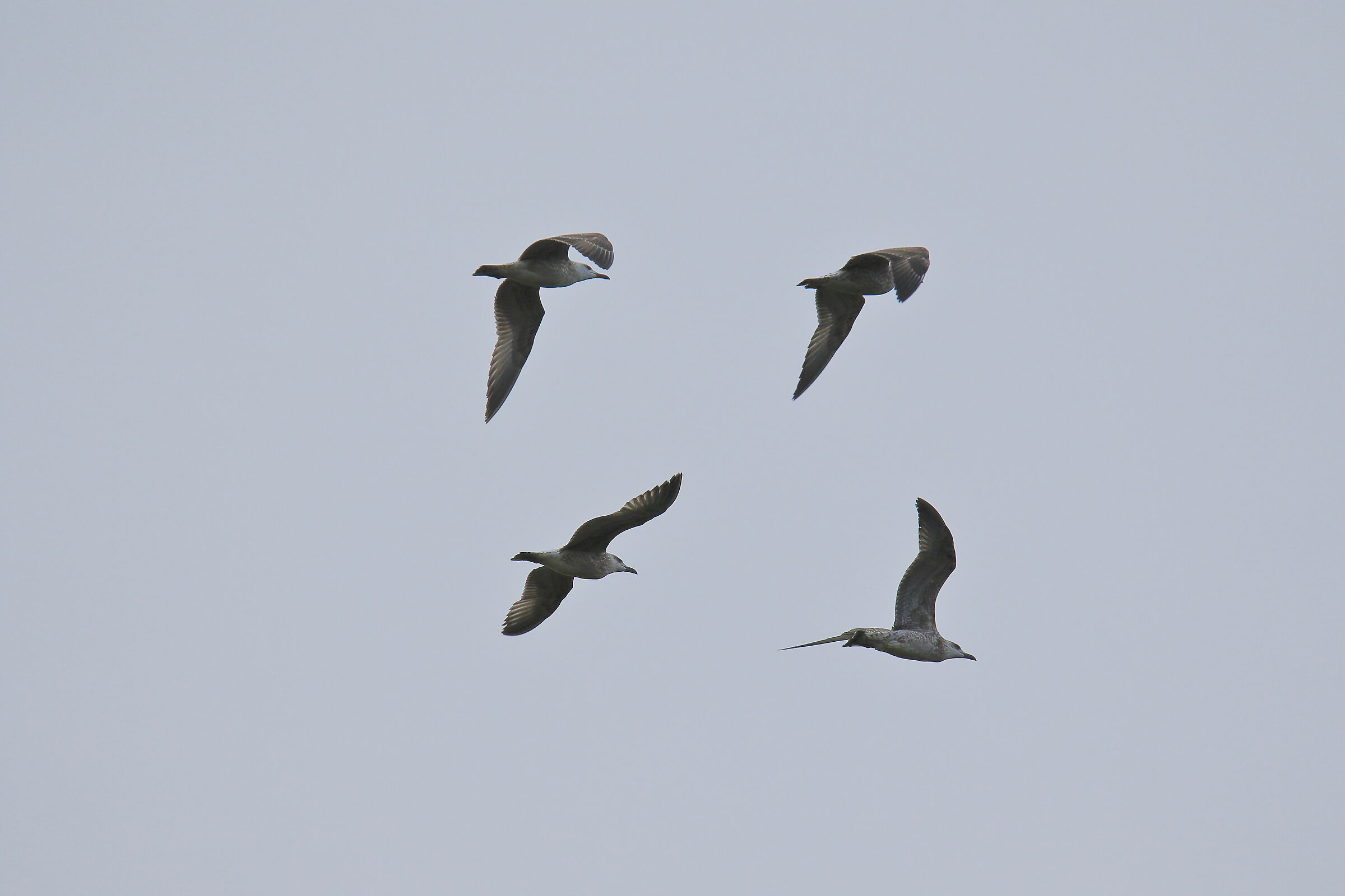 Herring gulls in formation...