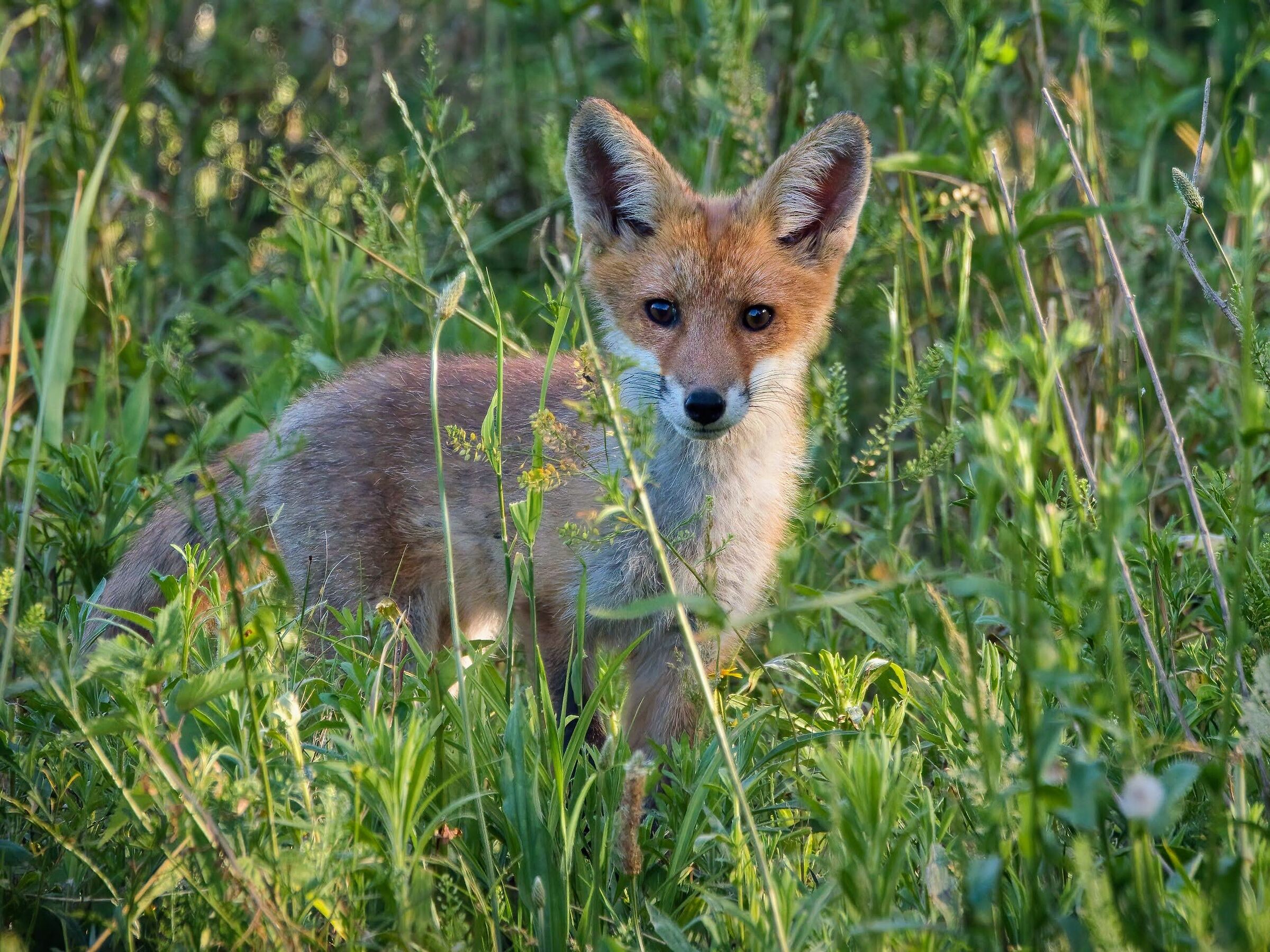 Red Fox Cub...