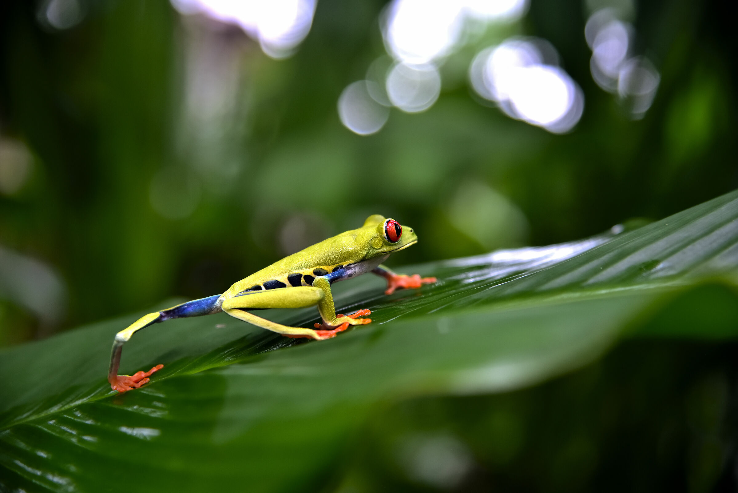A beautiful red eye three frog moves on the leaf...