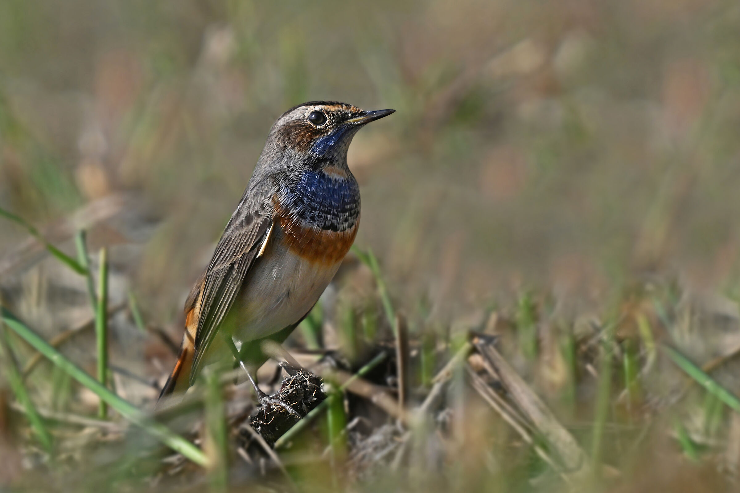 Feather Stories 6 ( Bluethroat )...