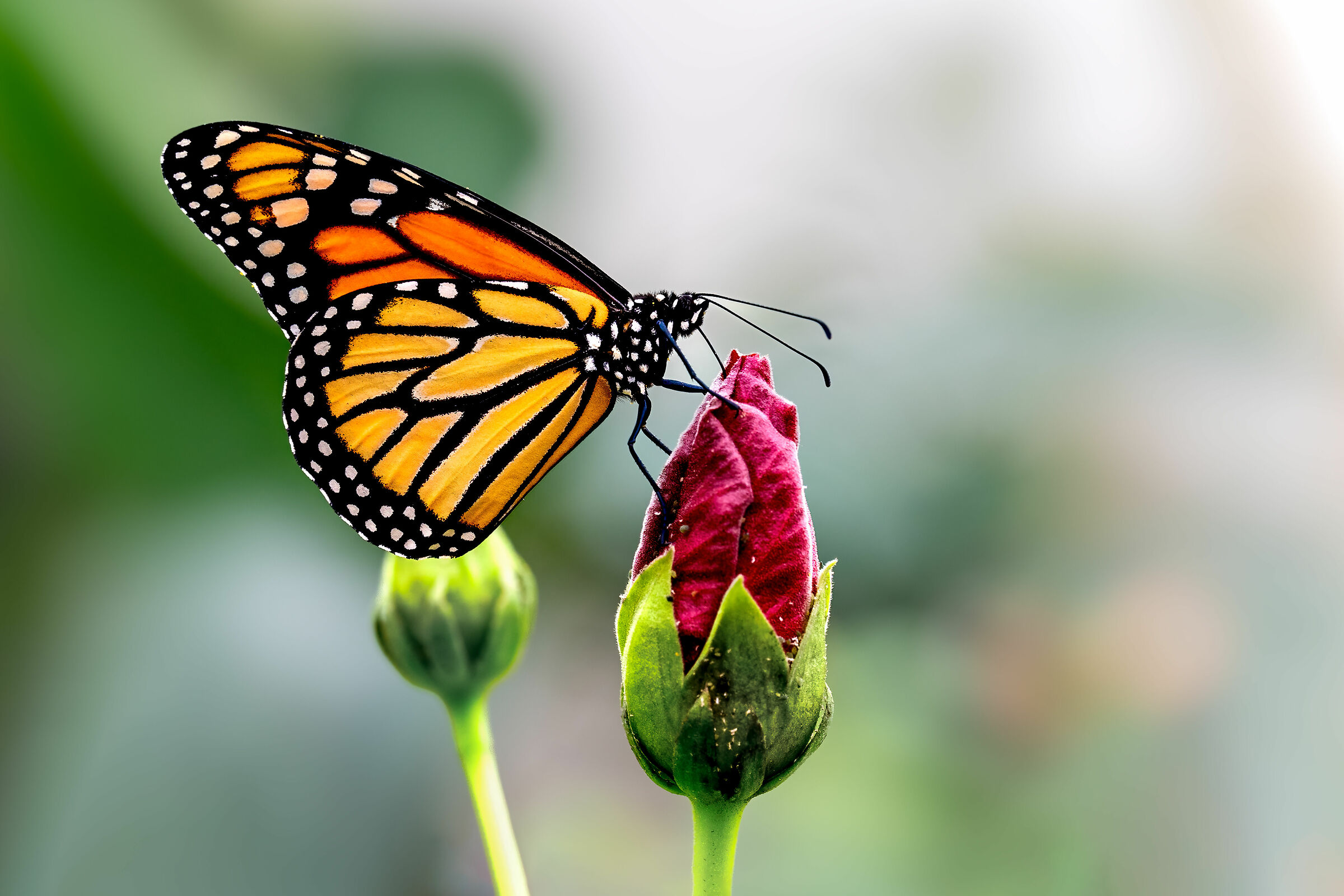 Monarch butterfly - Danaus plexippus...