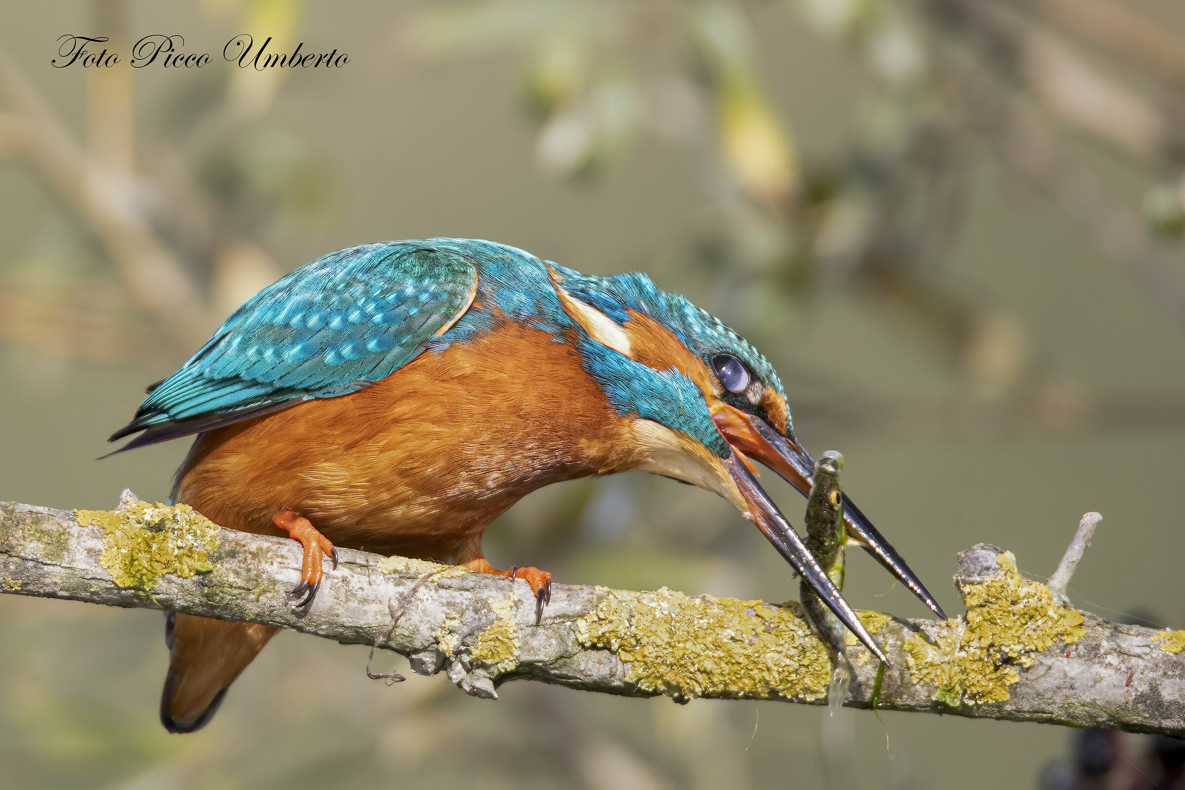 KINGFISHER GRAPPLING WITH POOR STICKLEBACK...
