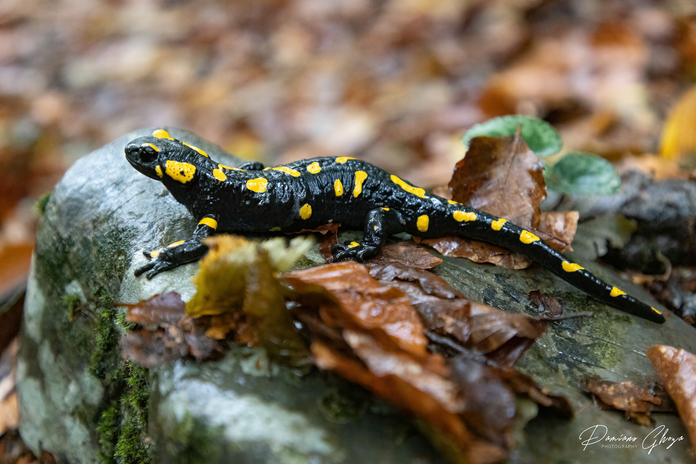 Spotted salamander...