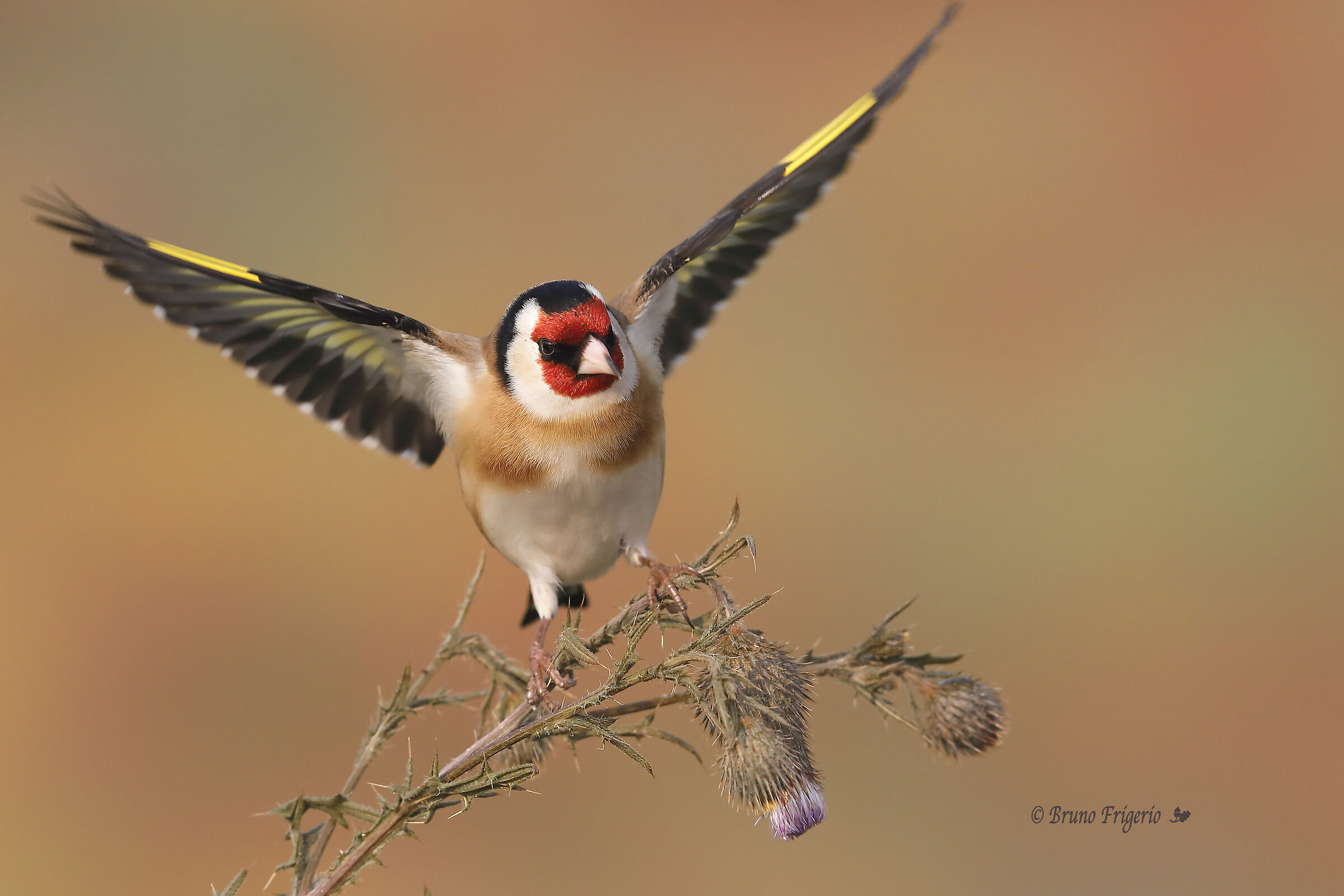 GOLDFINCH COMING SOON...