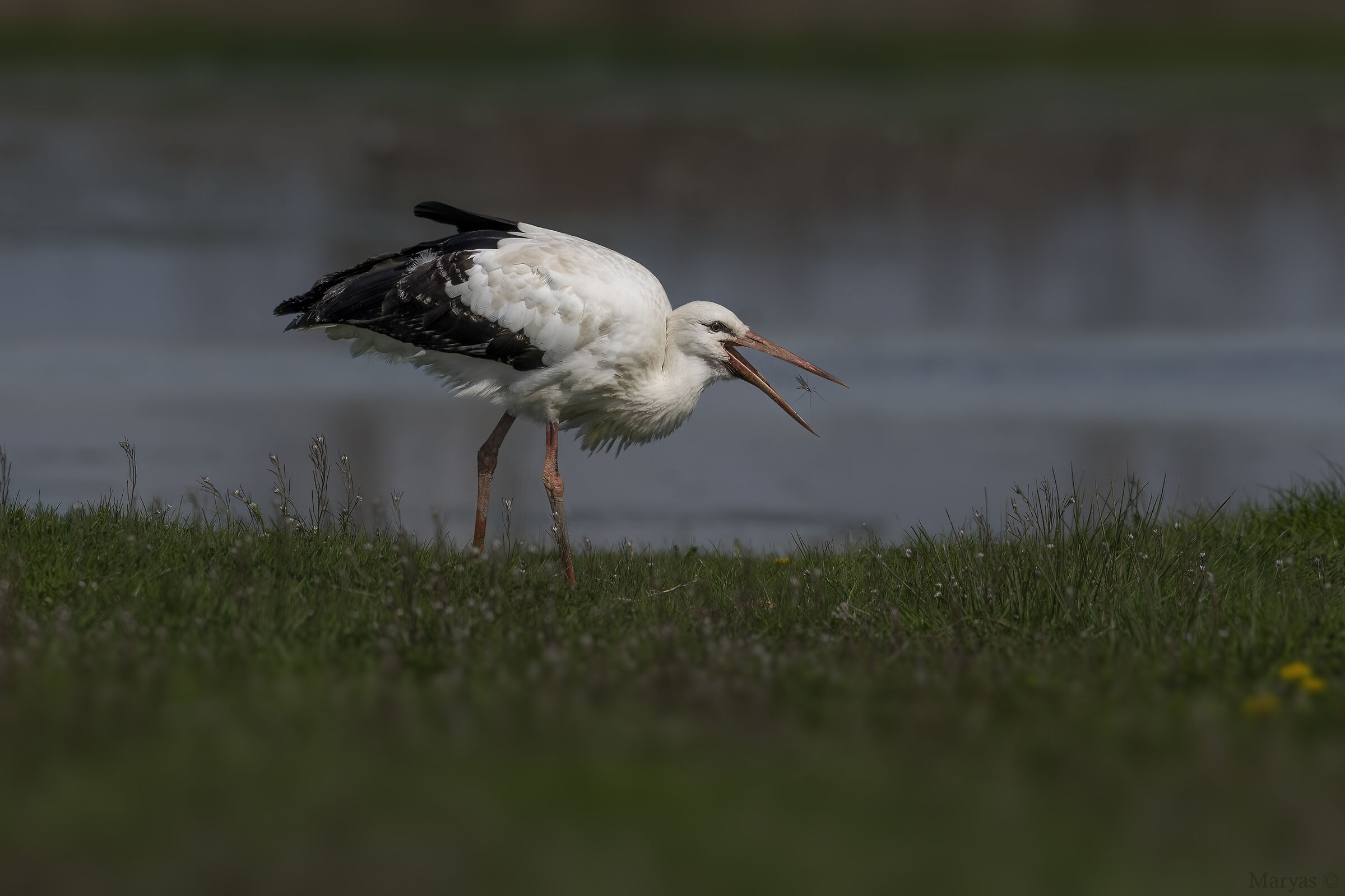 The stork and the tipula...