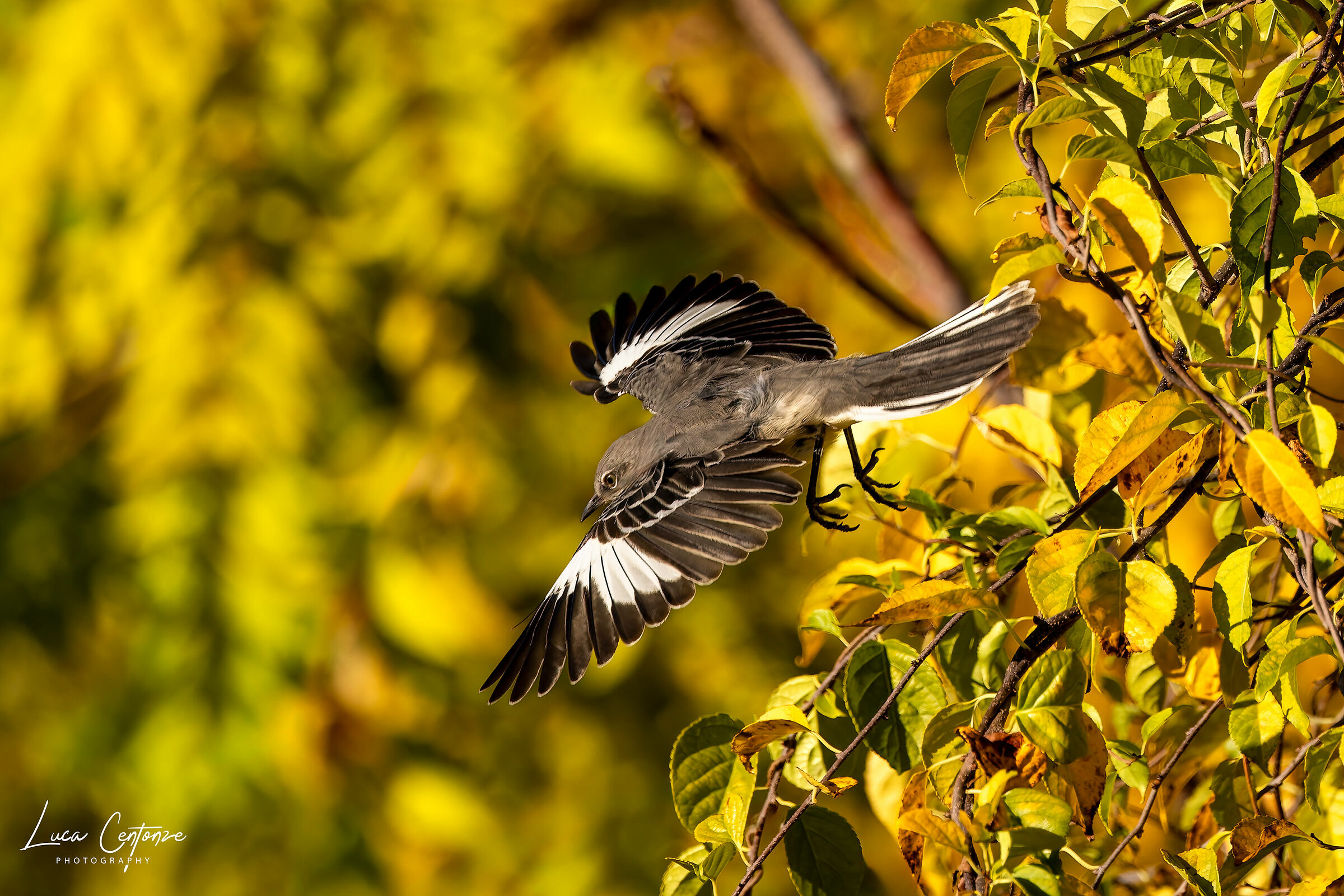 Northern Mockingbird (Mimus polyglottos)...