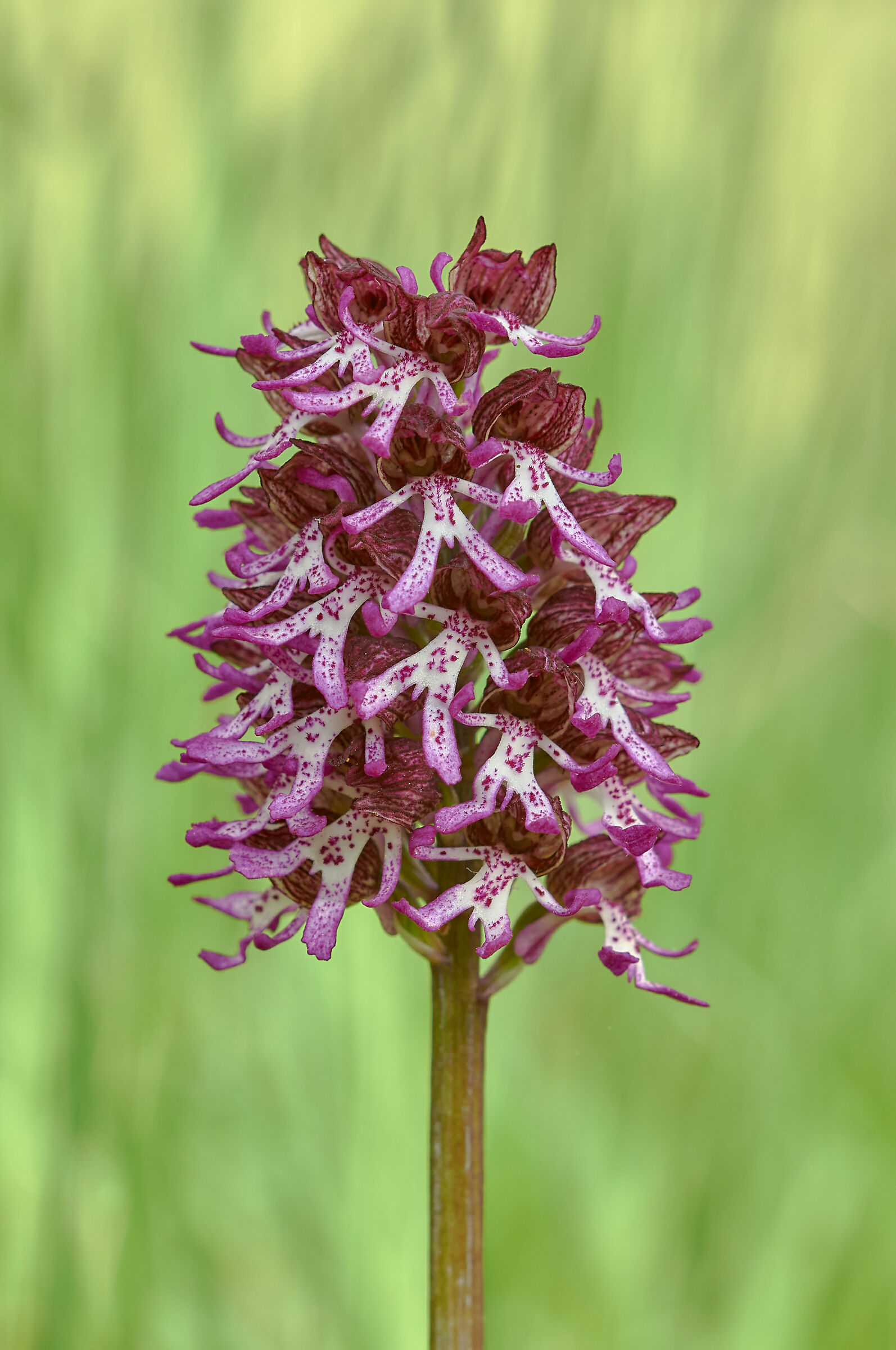 Orchis x angusticruris...