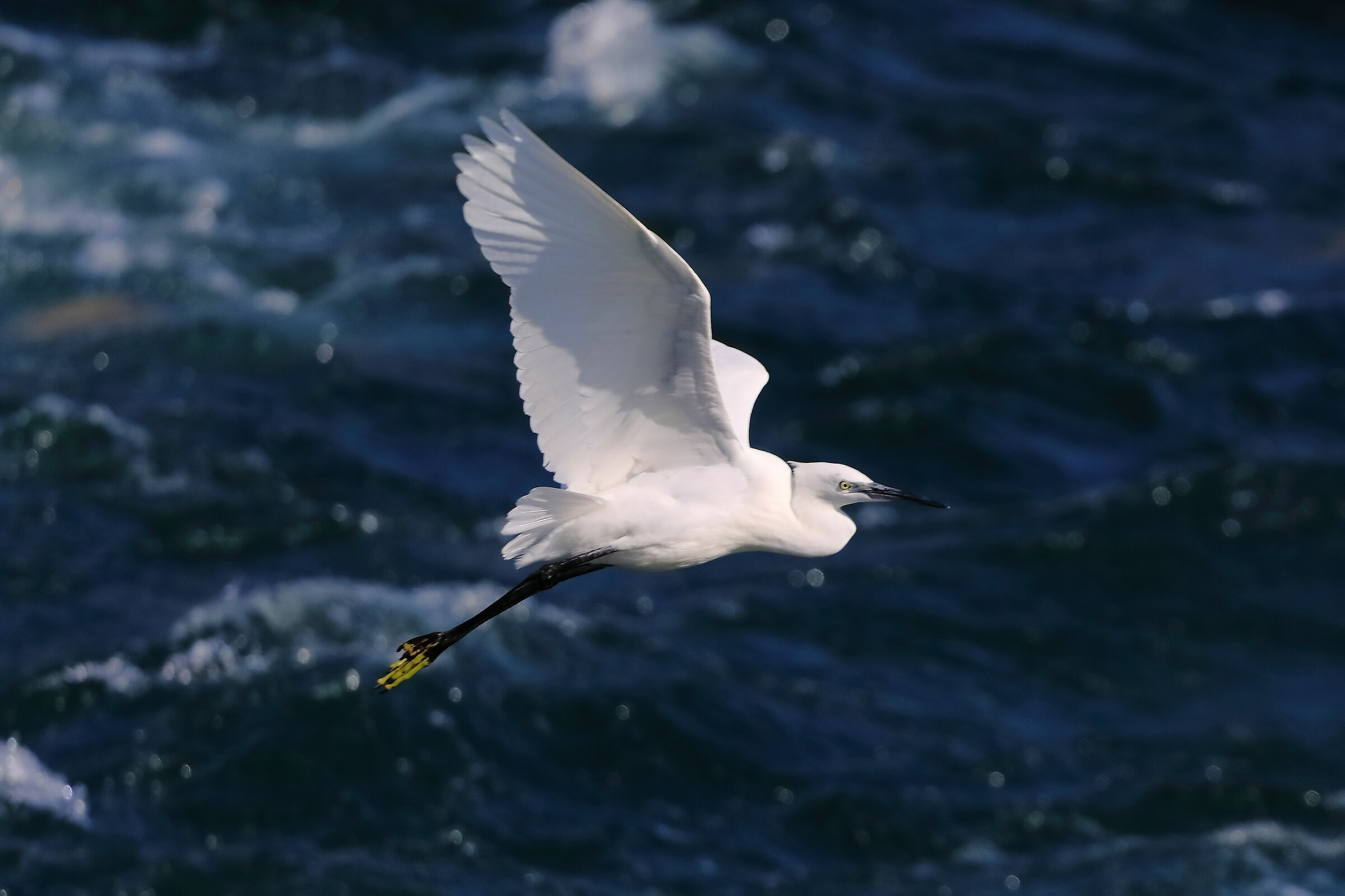 Little Egret September 2023...
