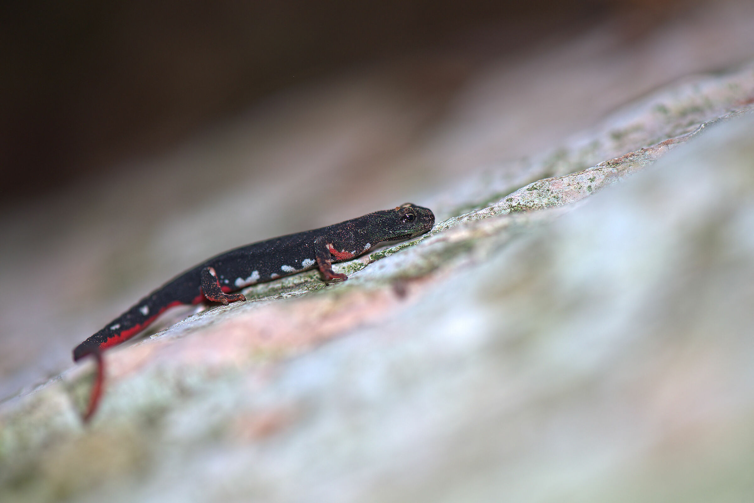  Spectacled salamander ...
