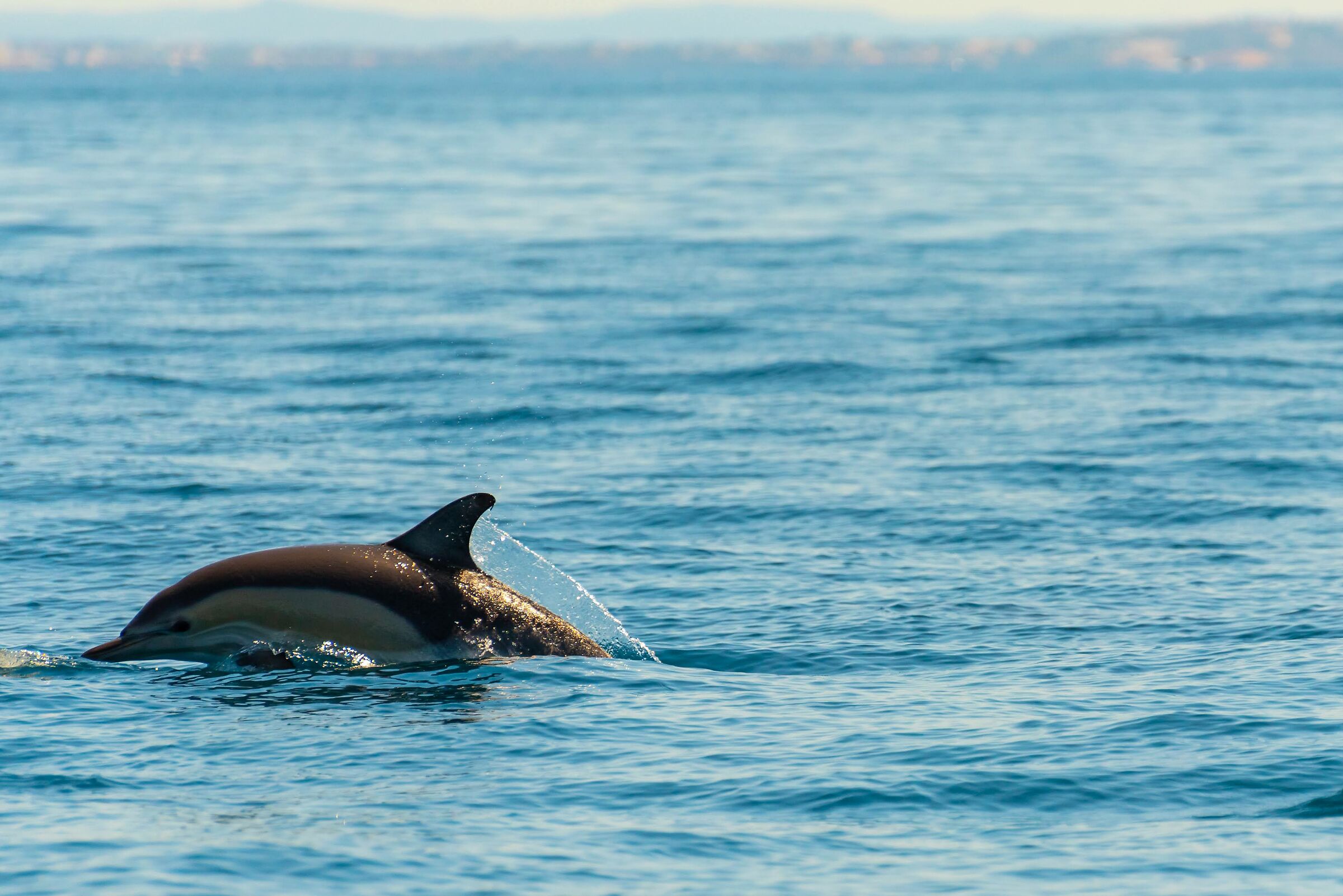 Delfino comune al largo di Lagos - Portogallo...