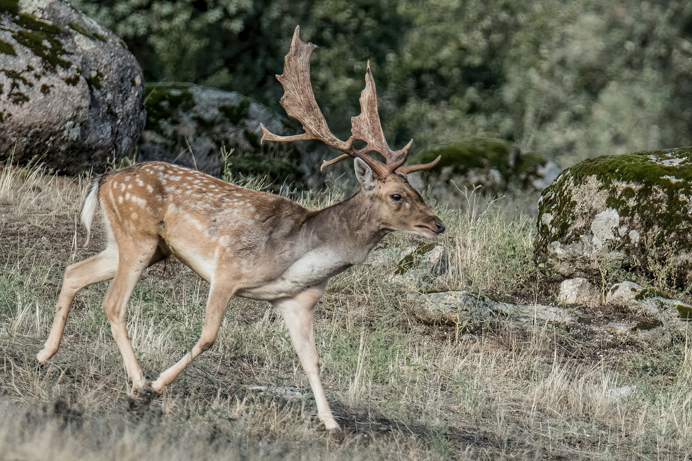 Andalusia, Sierra de Andujar. Wild deer...