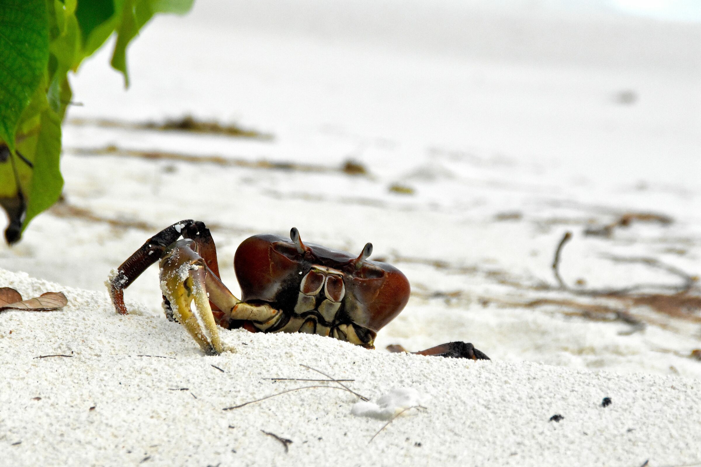 Seychelles Crab...