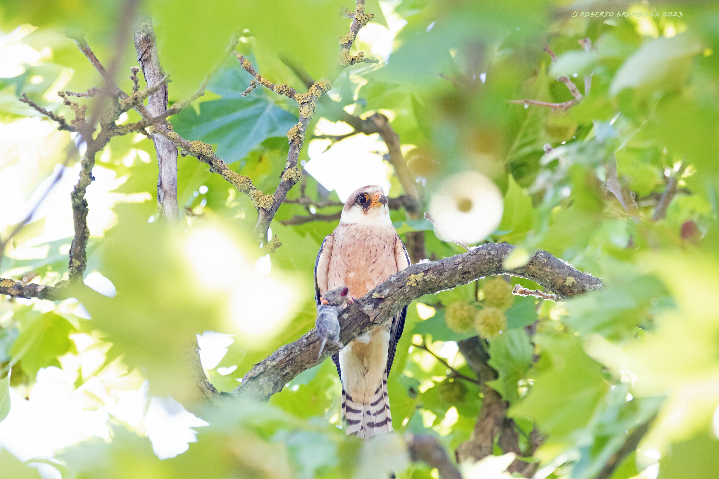 Cuckoo Falcon with prey...