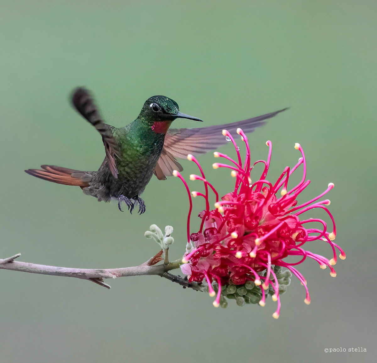 Brazil ruby hummingbirds...