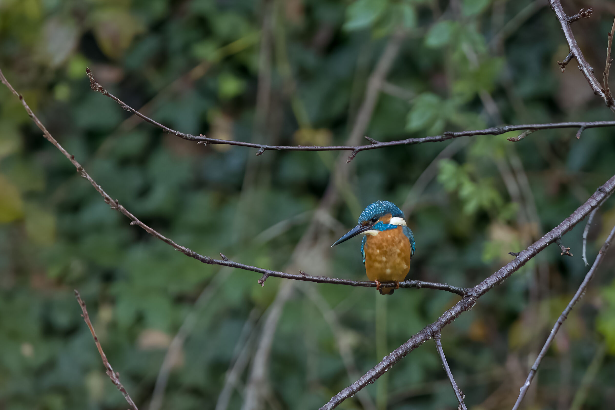 Kingfisher, Province of Milan, October 2023...