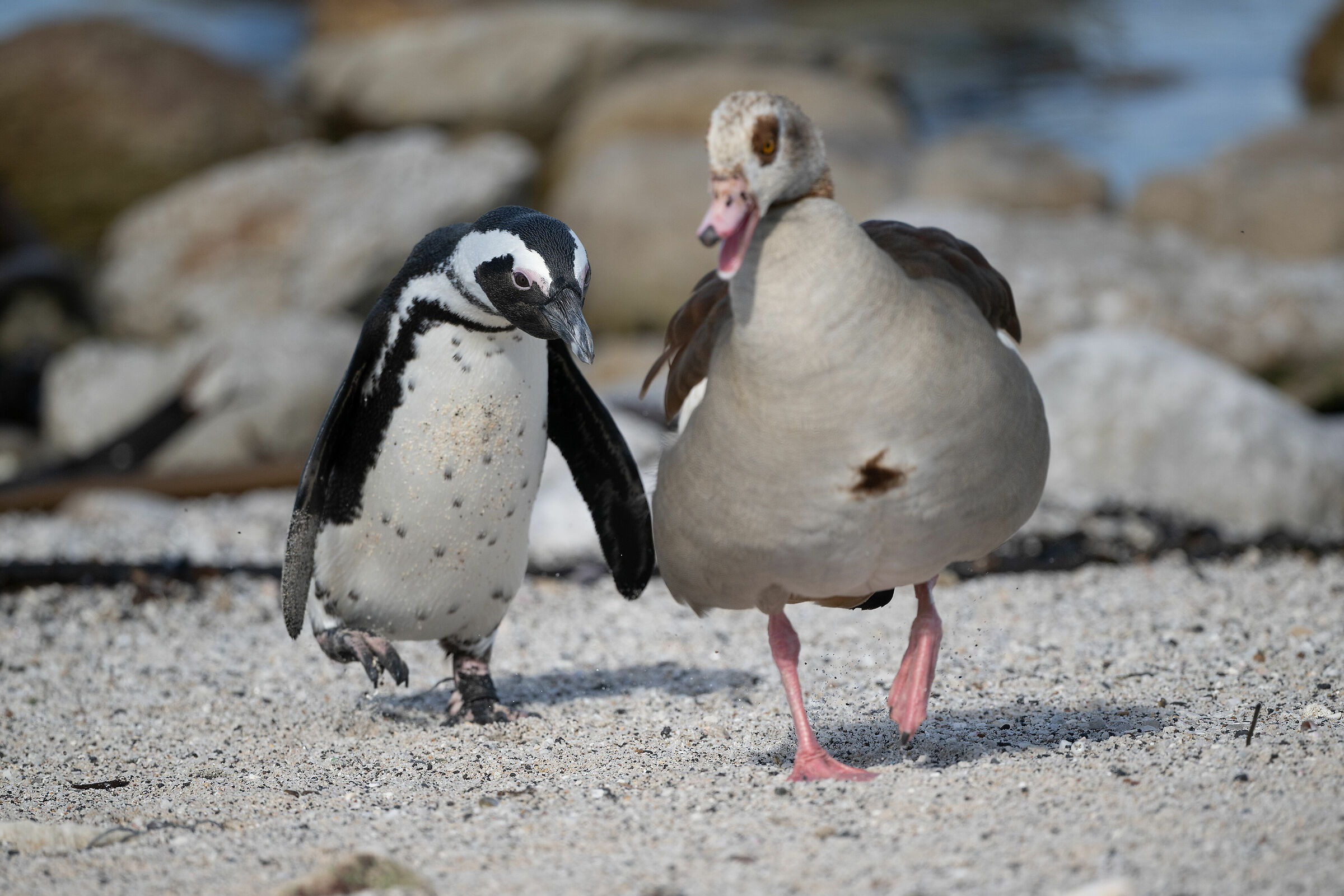 African Penguin vs Egyptian Goose...