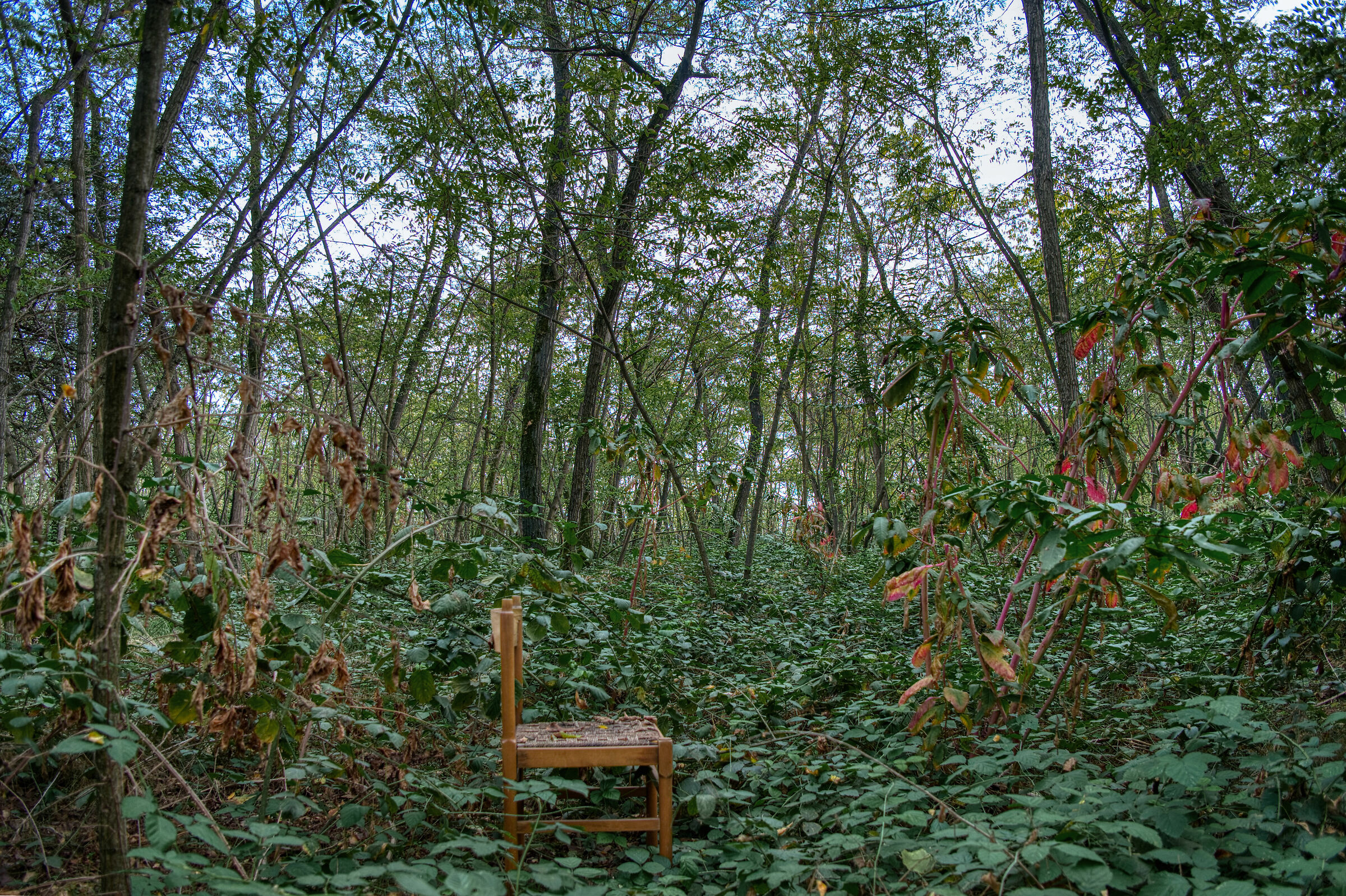 The Chair in the Woods...