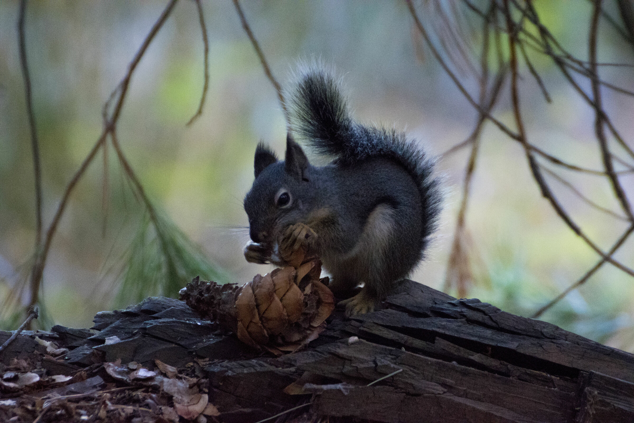 Squirrel Sequoia National Park...