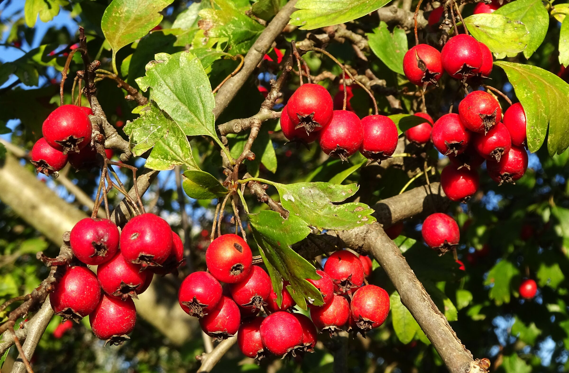 Hawthorn berries....