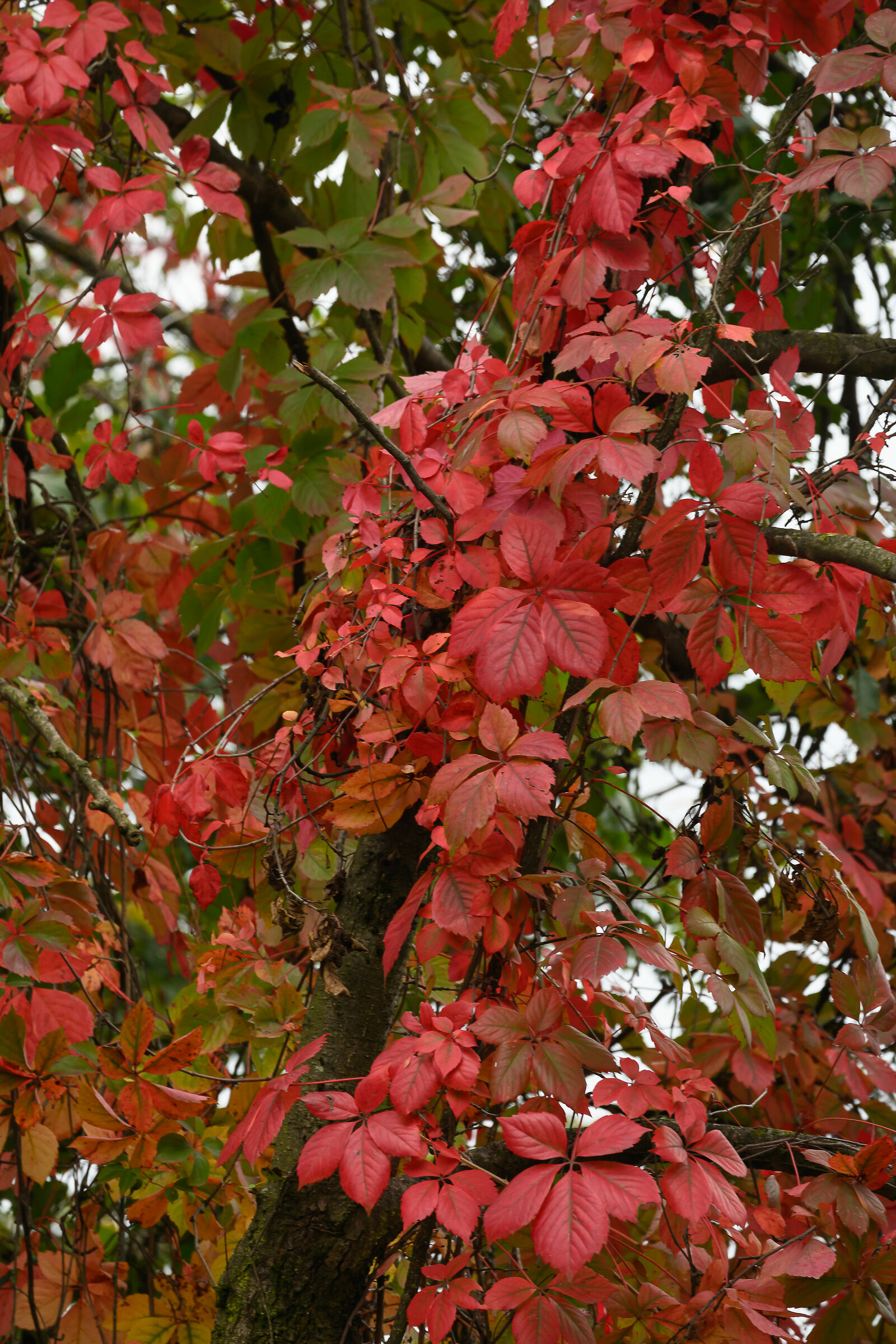 Warm Autumn Colors...