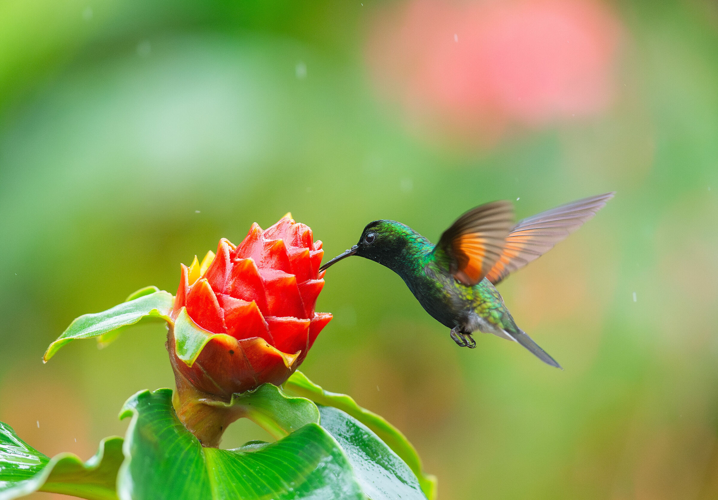 hummingbird black petto...