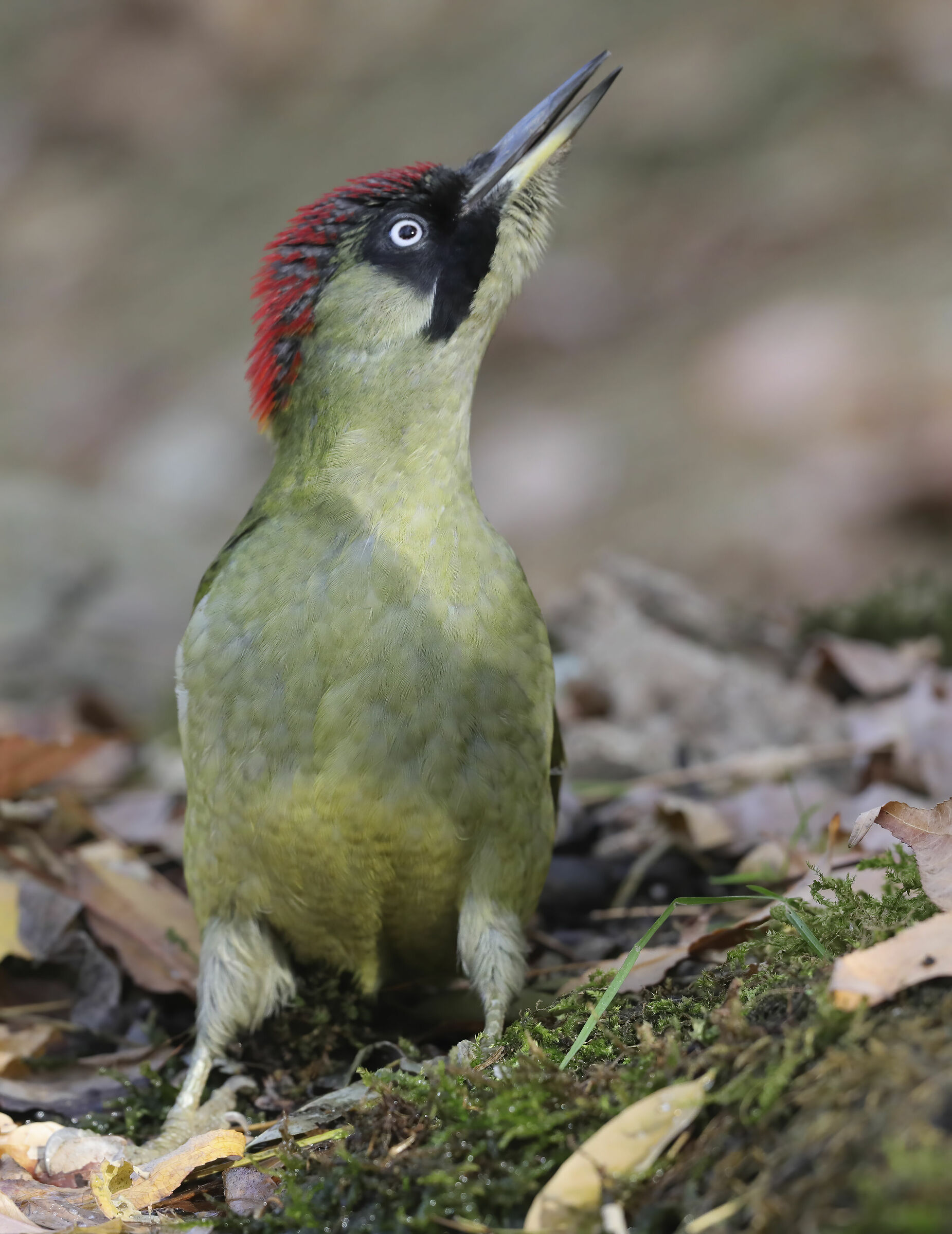 Green Woodpecker, Threat from Above...