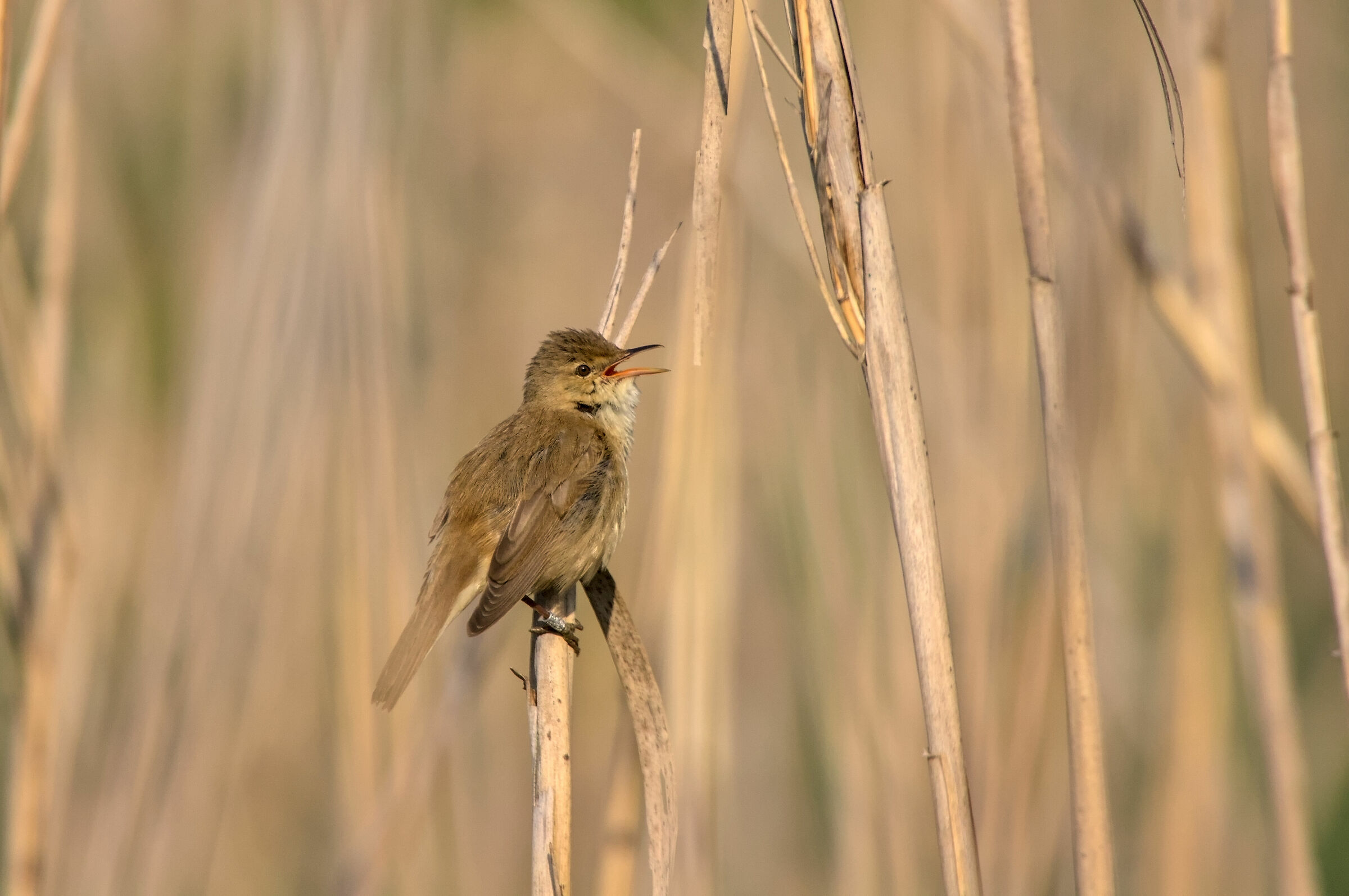 Common reed warbler...
