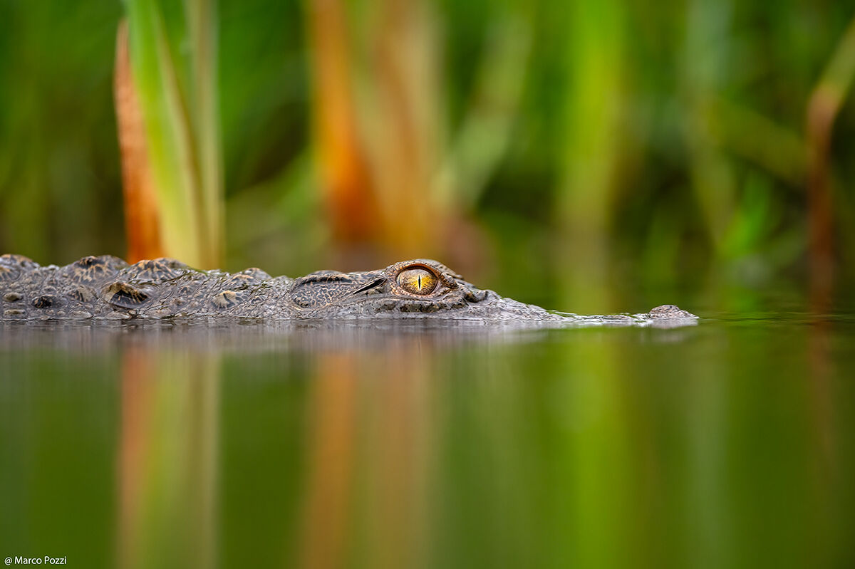 Little Croc...