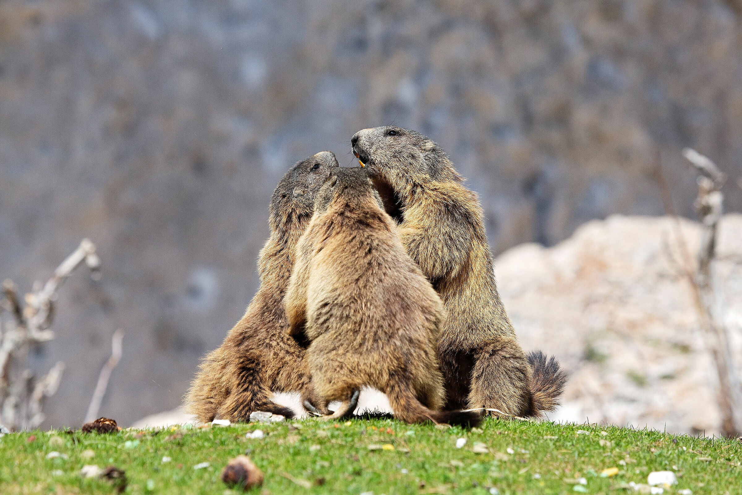 Alpine marmots...