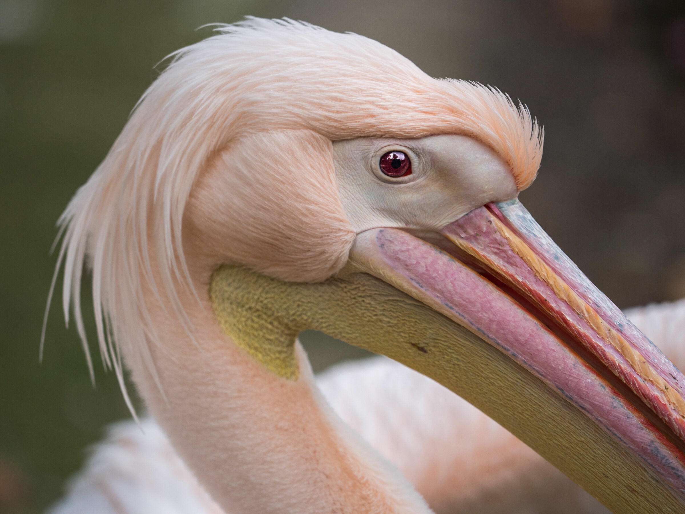Pelican portrait...