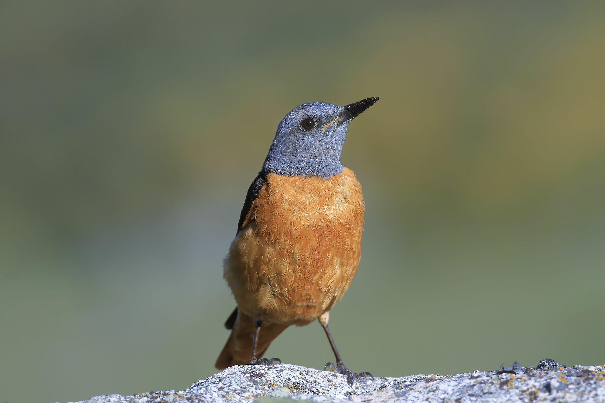 Mother Nature's colors, Redstart...