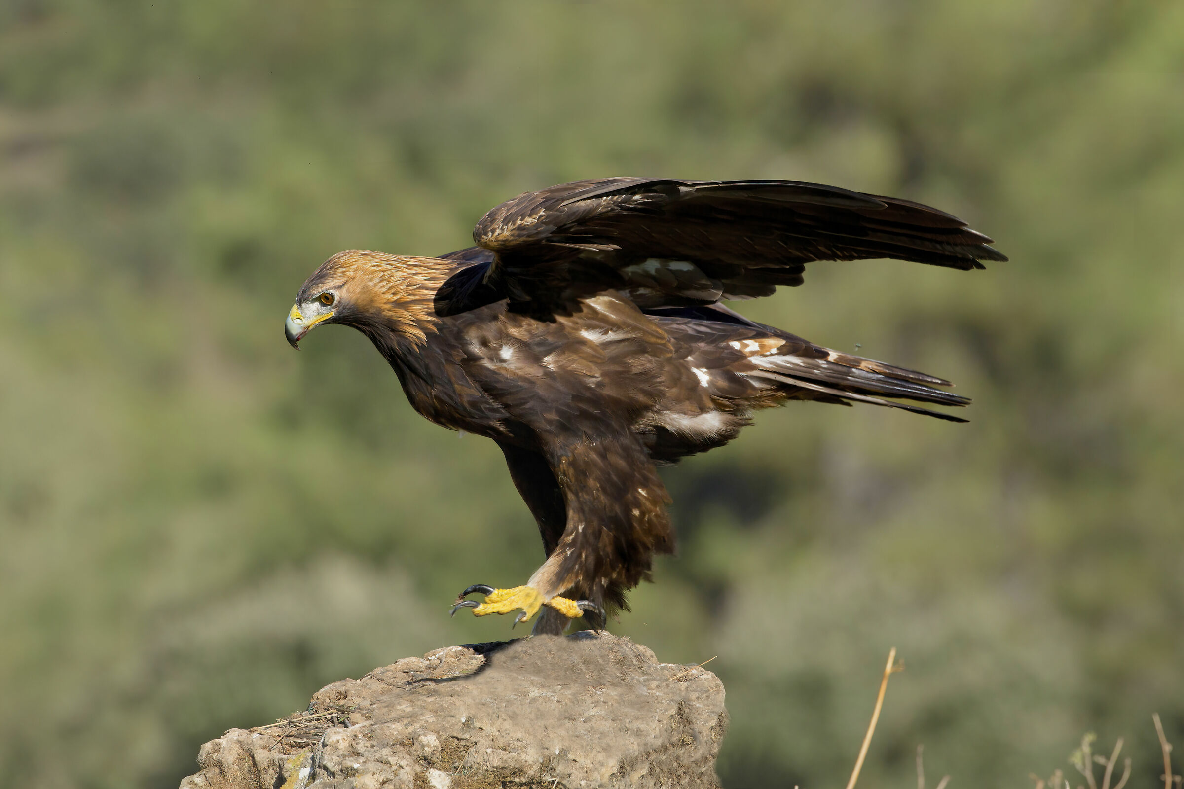 Uncertain golden eagle on roost...