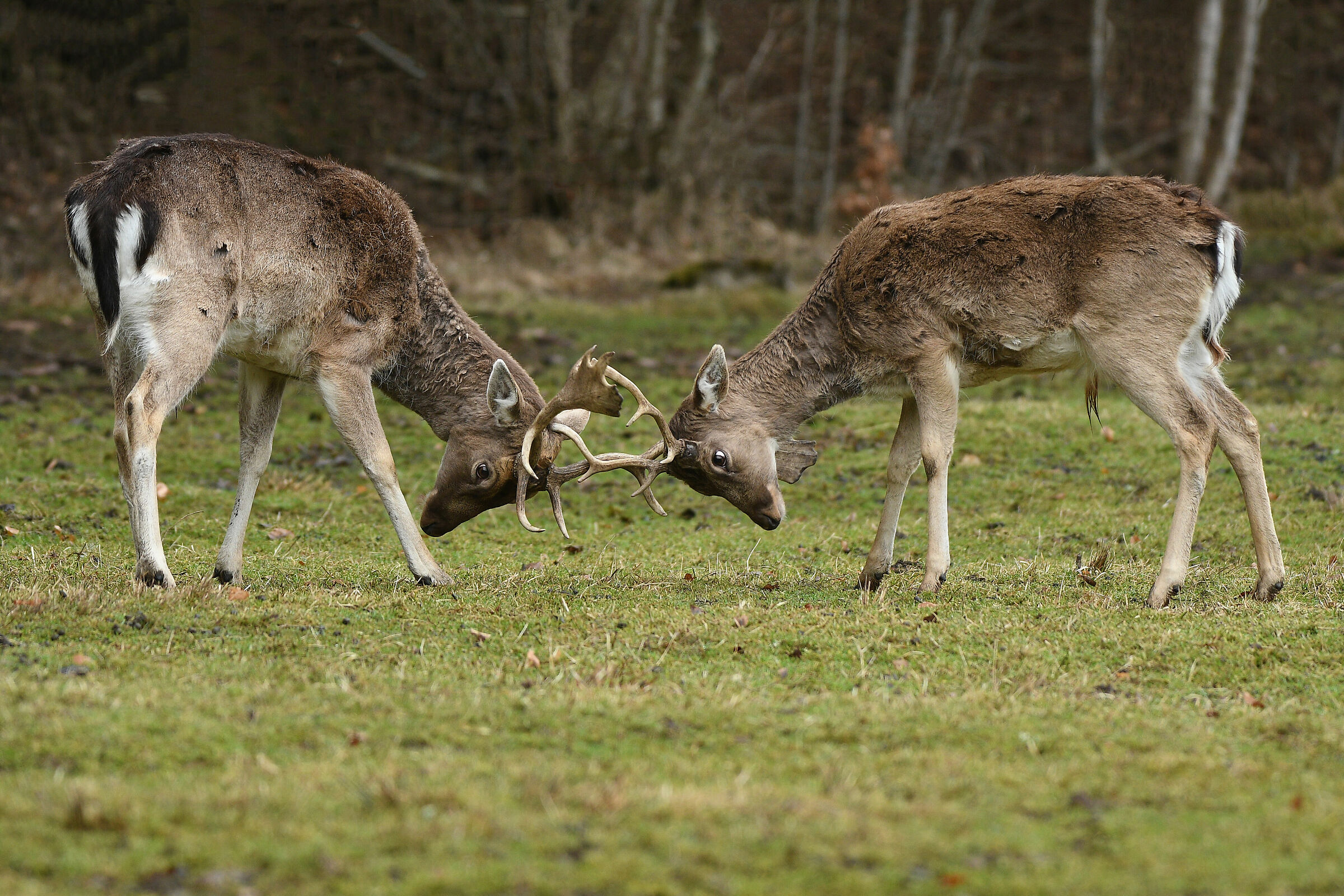 Fallow deer first fight...