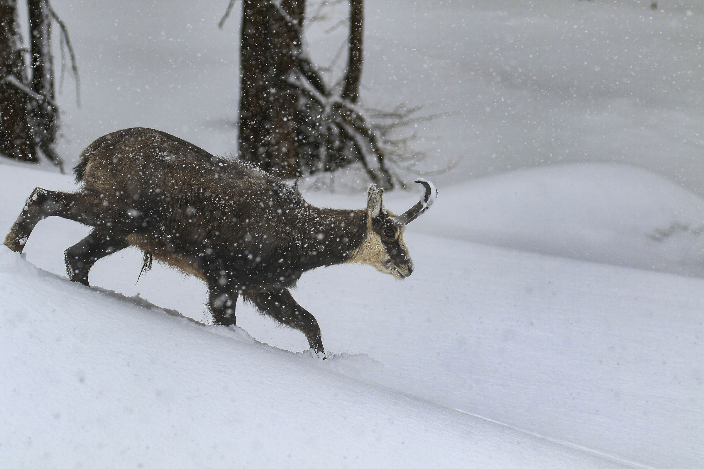 Chamois in the storm...