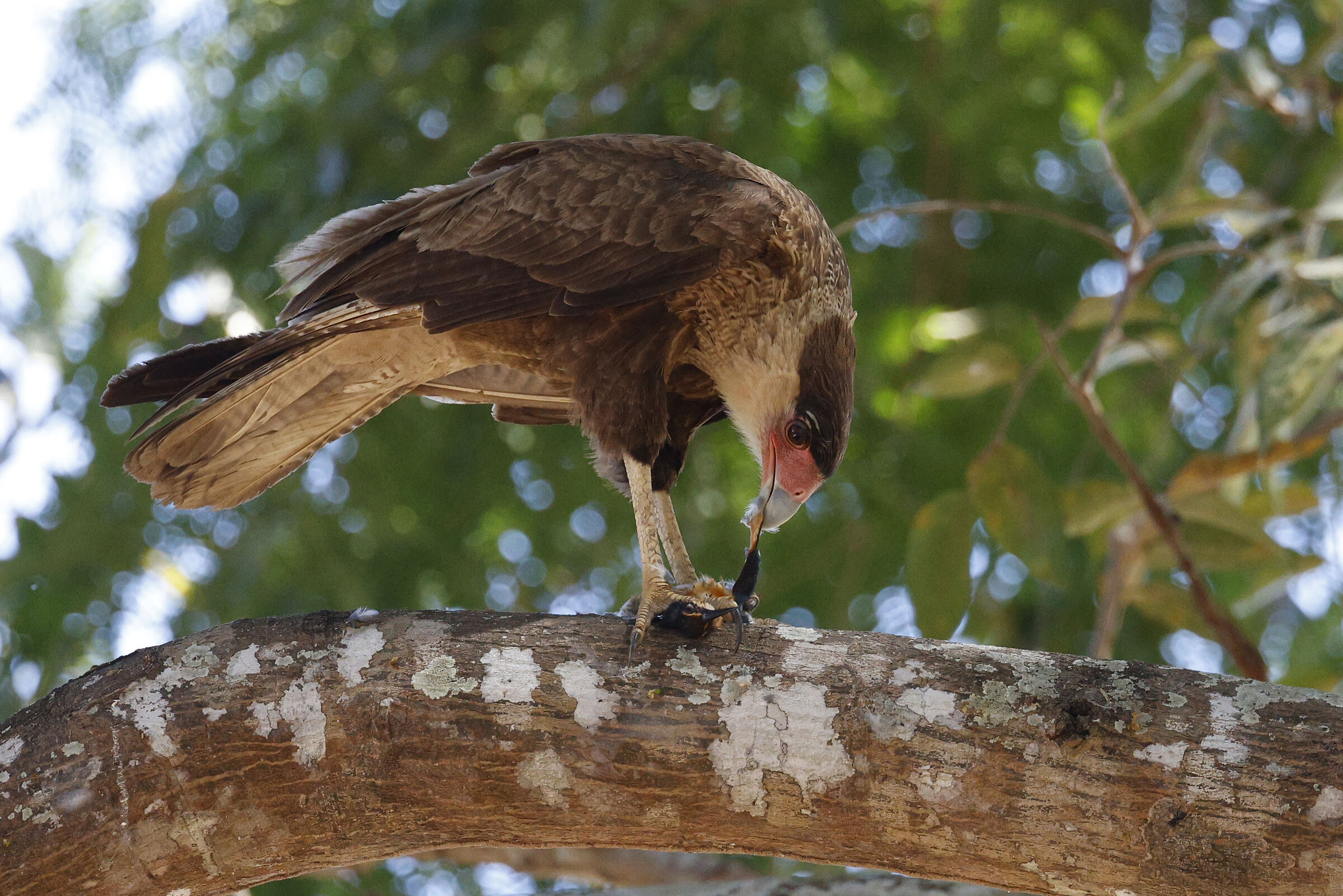 The meal of the Caracara...