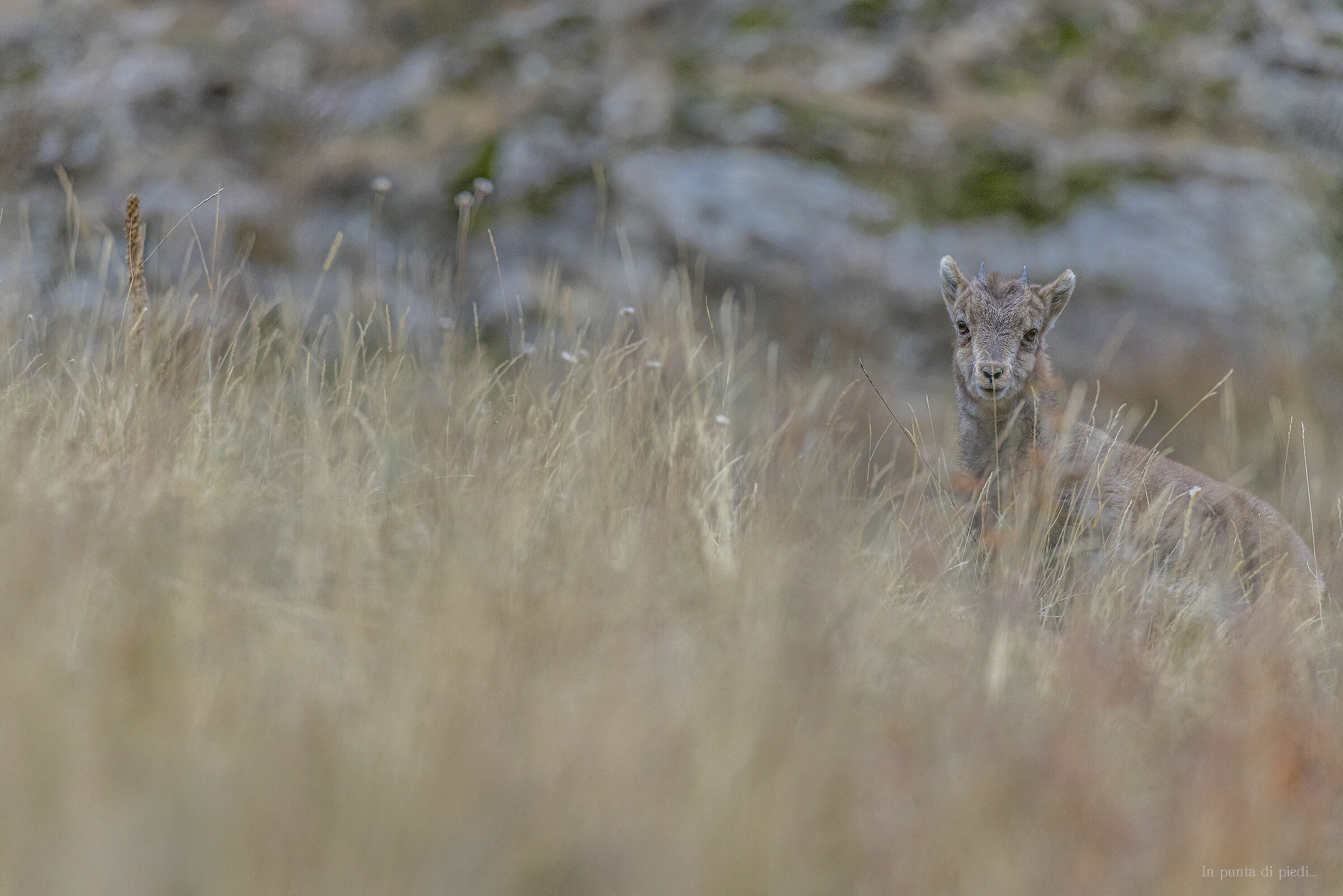 baby Ibex (four months) in the Heart of Autumn......