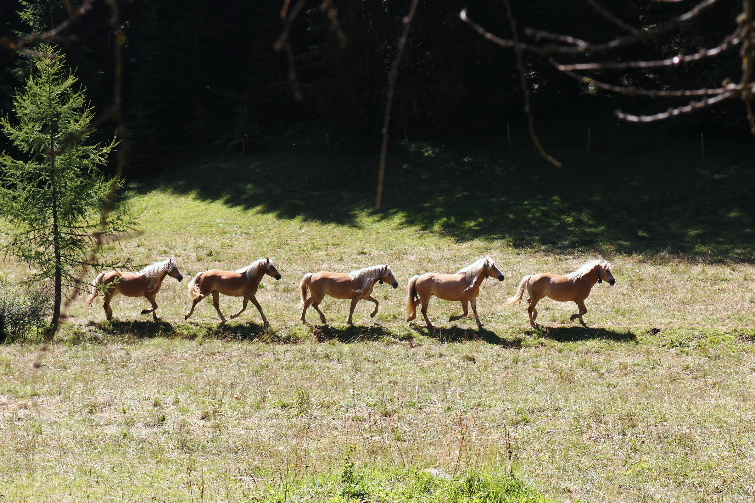 Haflinger horses grazing. Daiano, (Trento)...