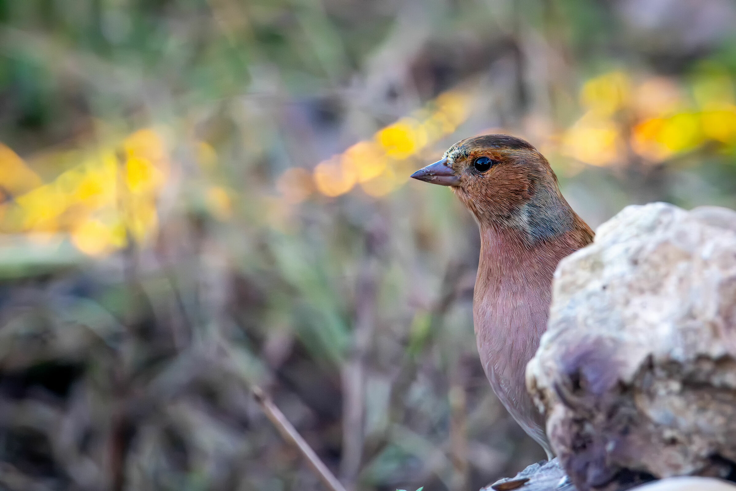 Chaffinch...