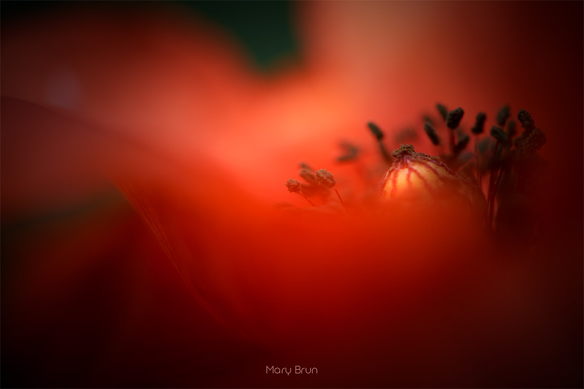 Red Poppy...