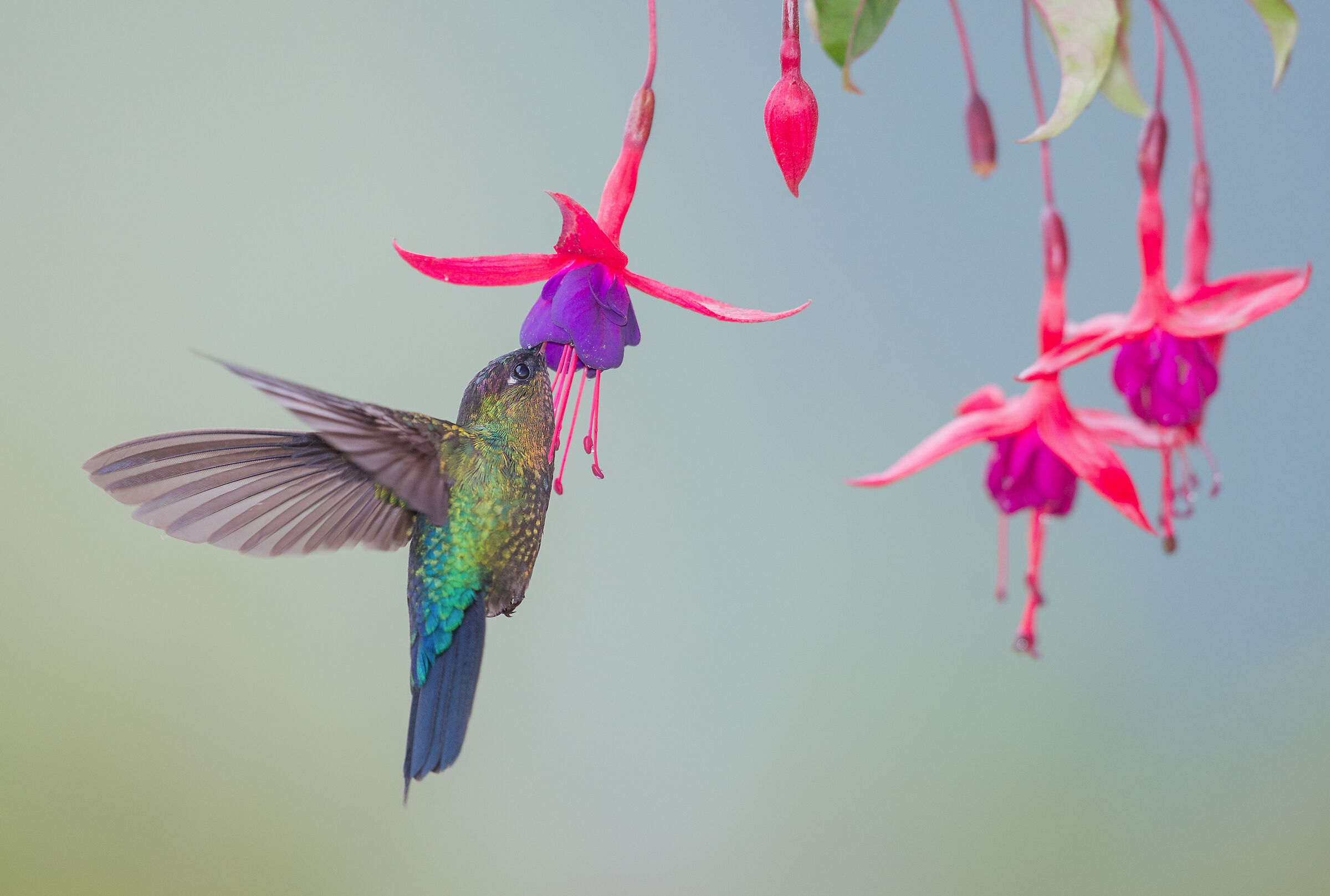 Mountain hummingbirds...