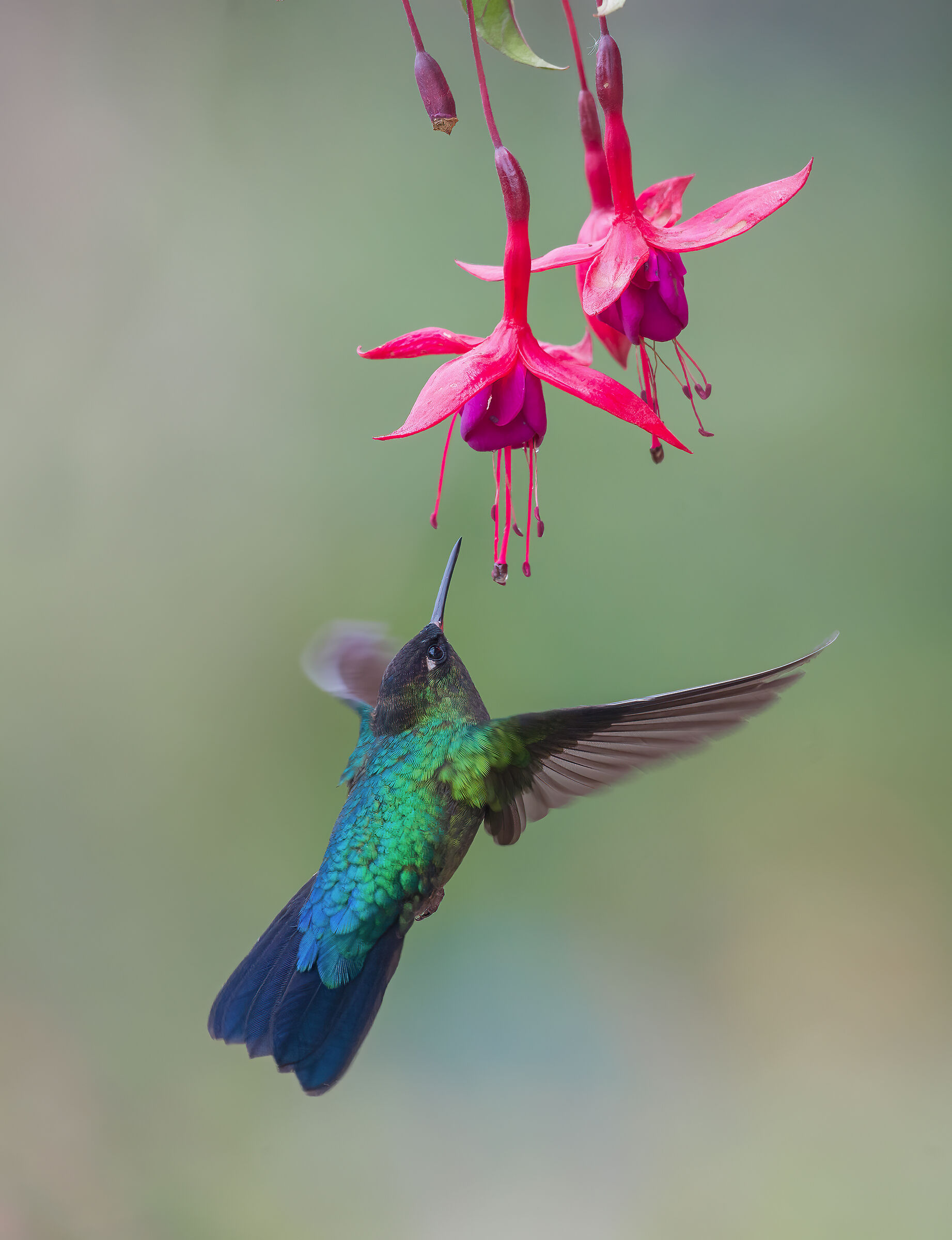 Mountain hummingbirds 2...