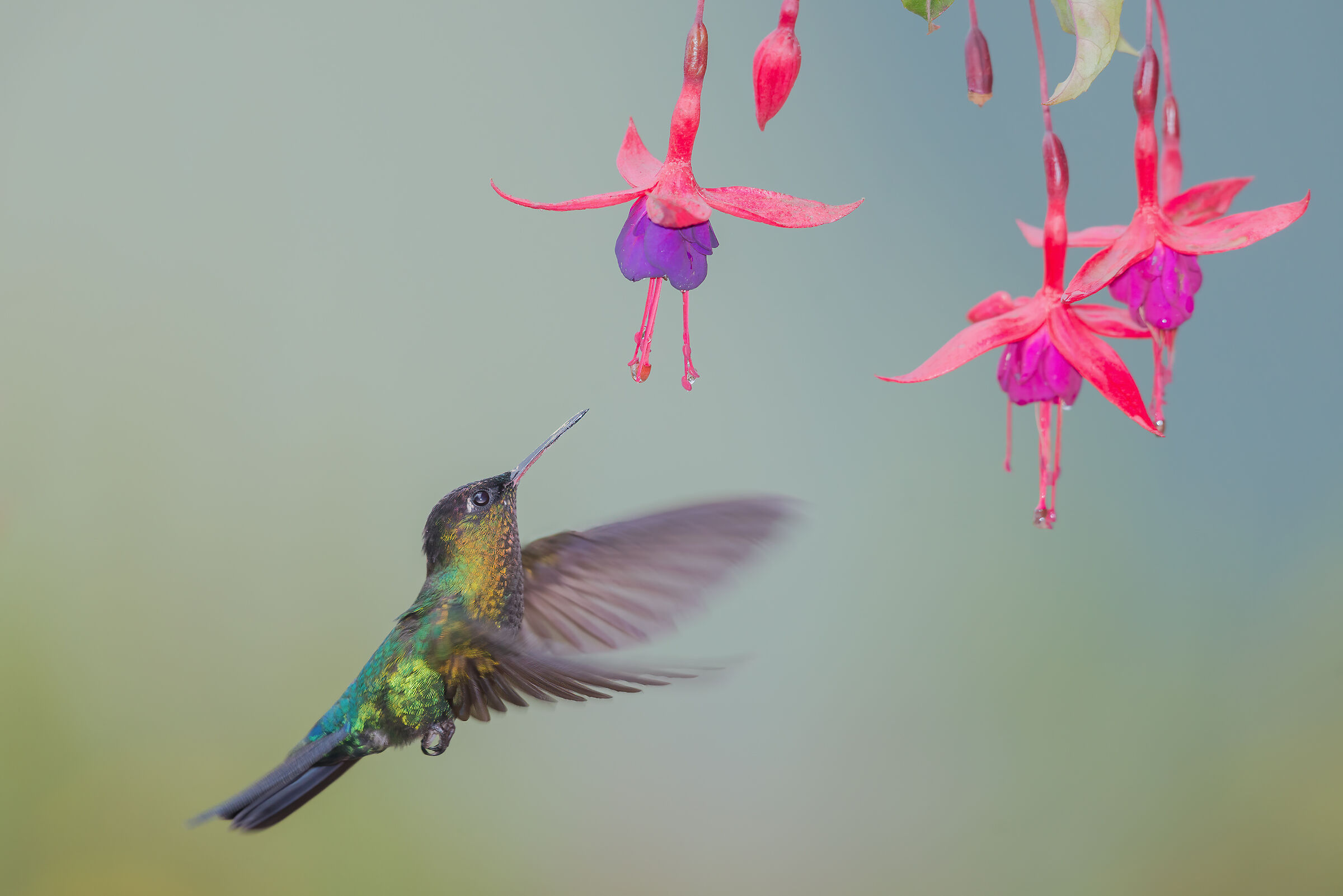 Mountain hummingbirds 3...