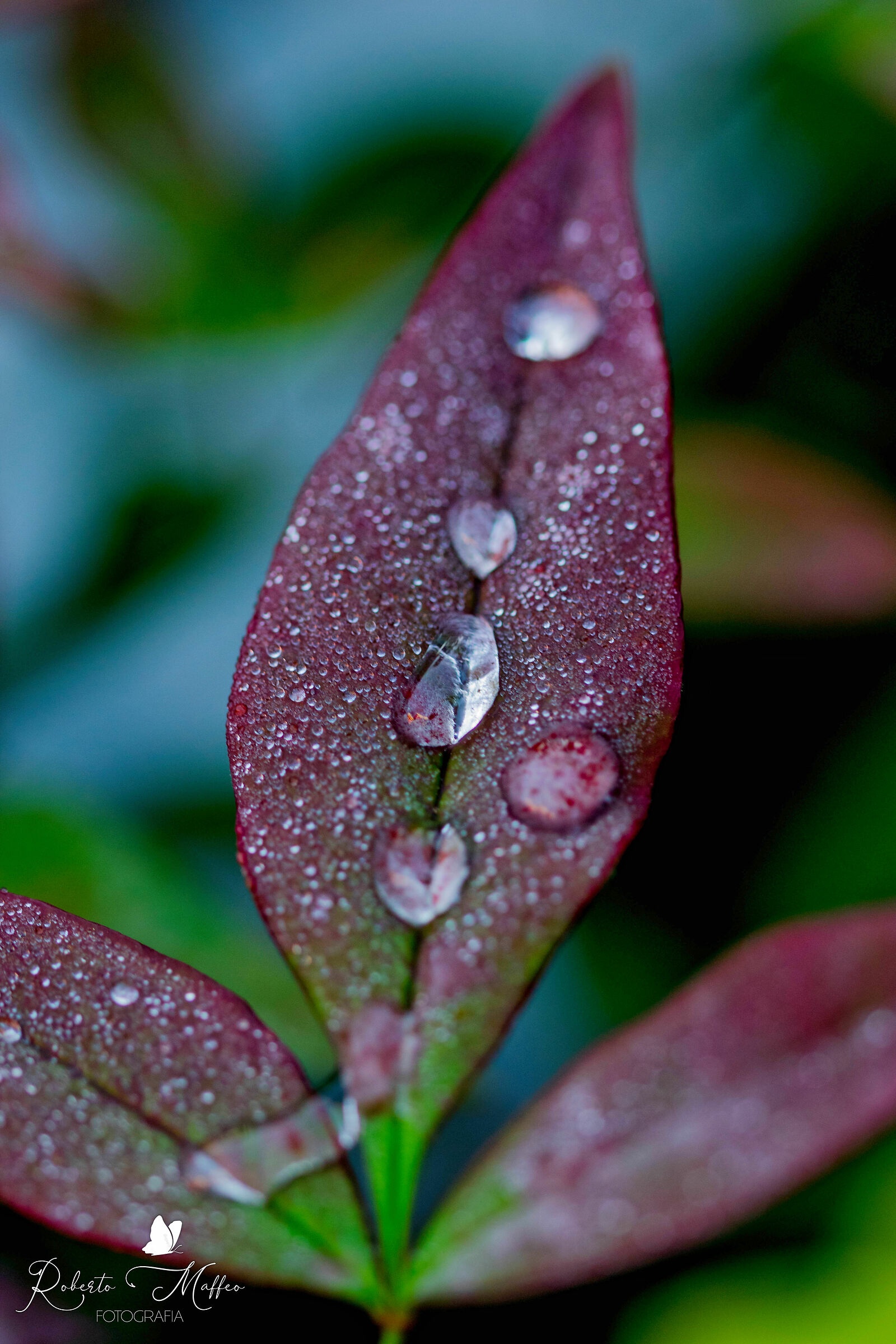 macro...